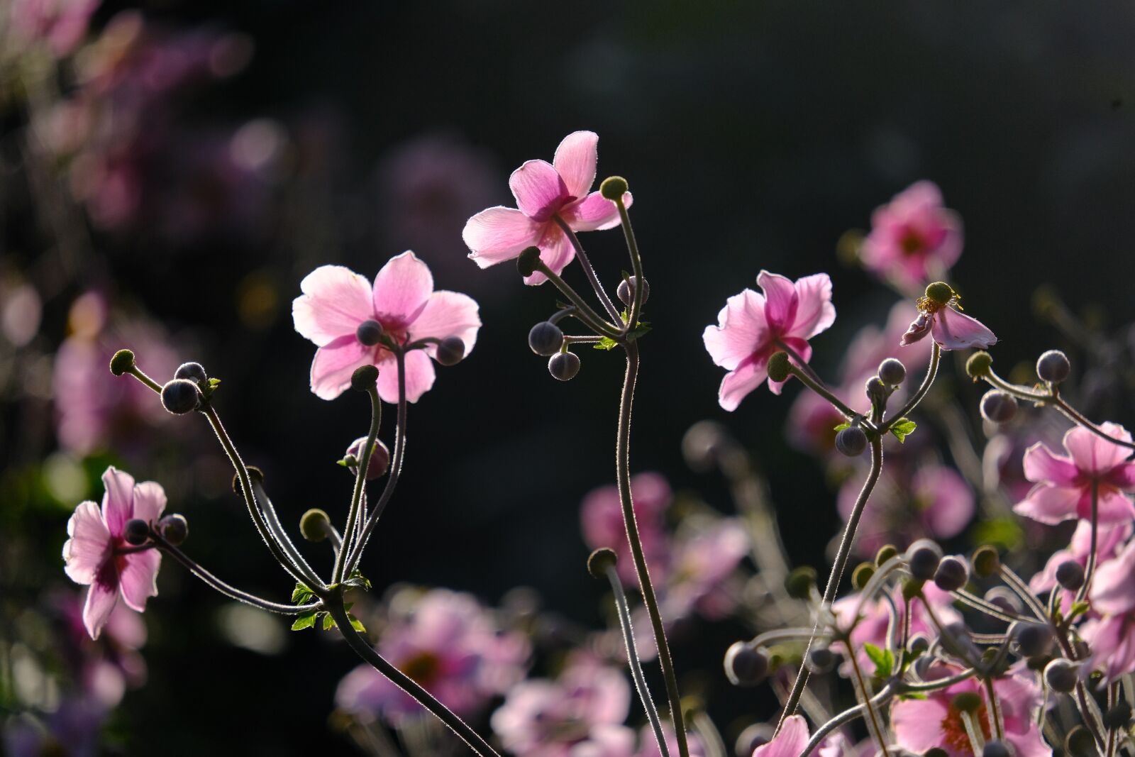Fujifilm XF 55-200mm F3.5-4.8 R LM OIS sample photo. Japanese anemones, flowers, pink photography