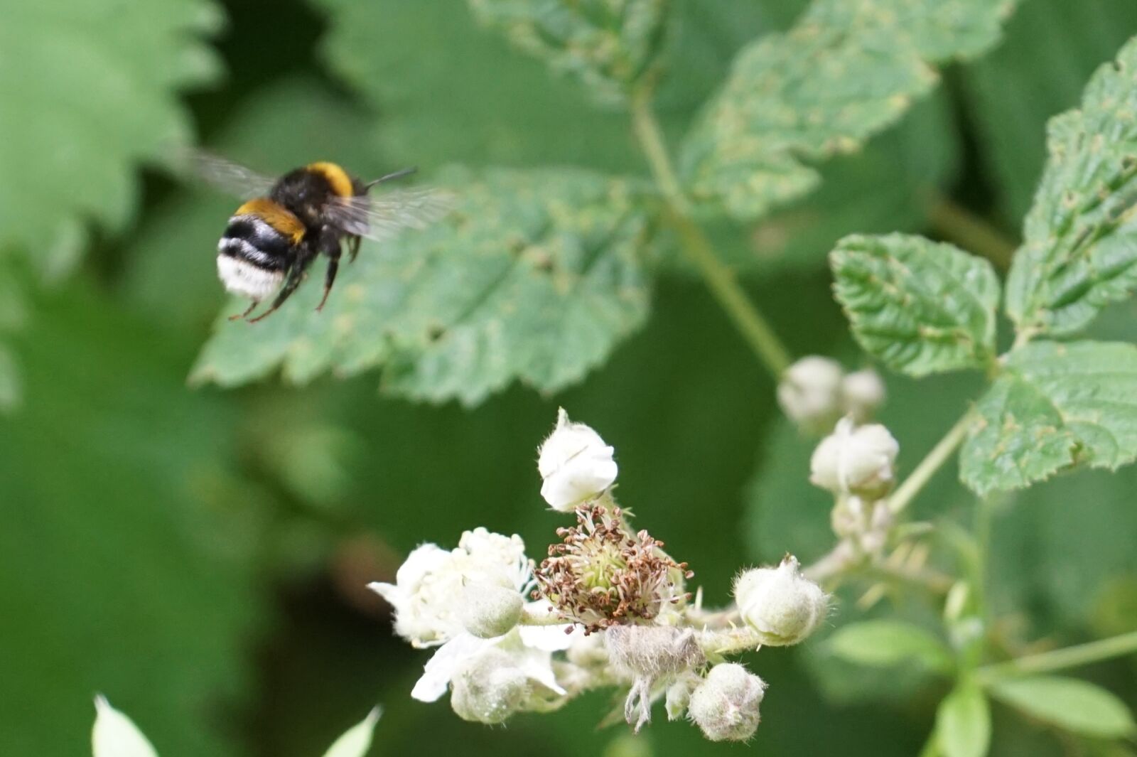 Sony DT 18-135mm F3.5-5.6 SAM sample photo. Bumble bee, honey, summer photography
