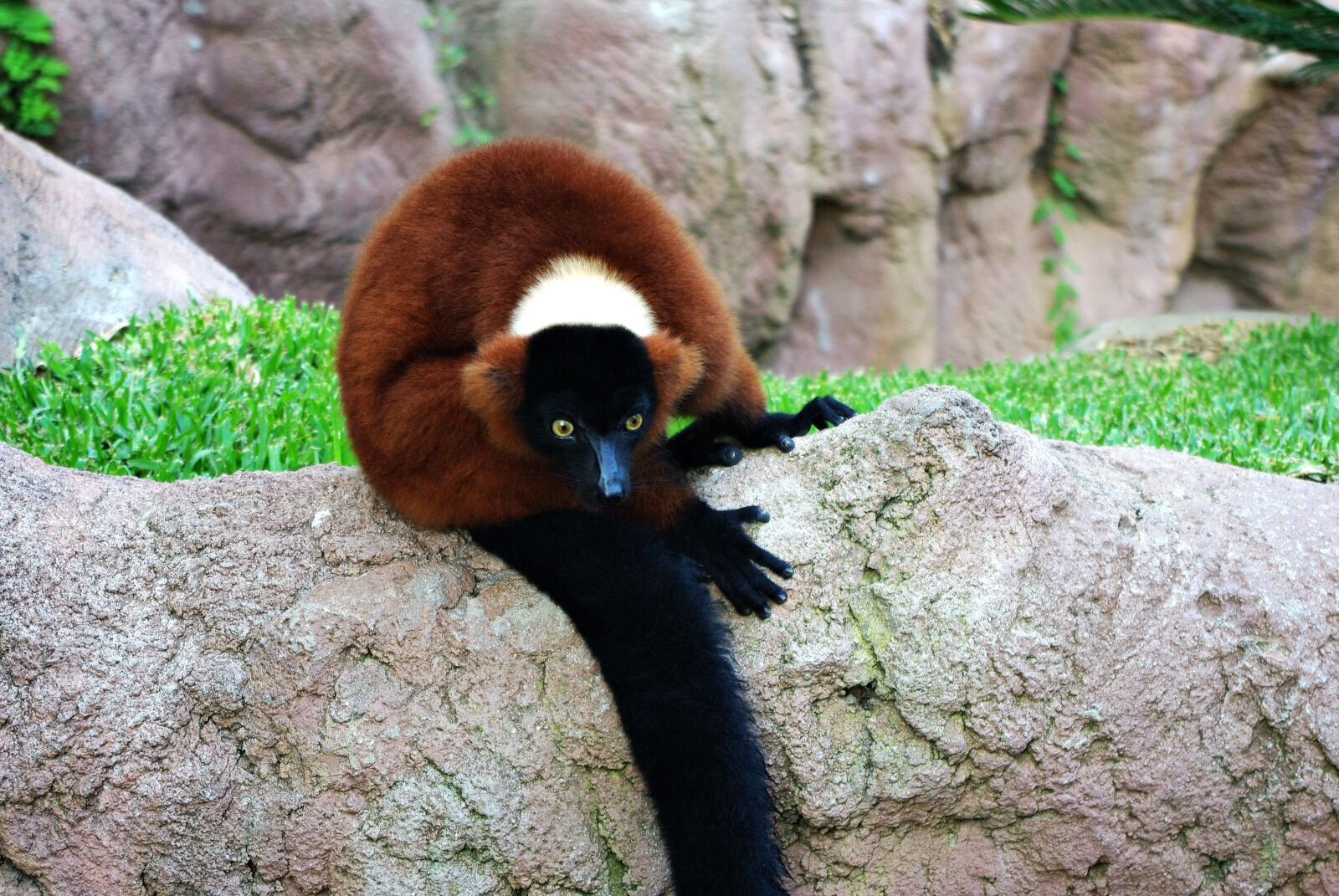 Pentax K20D sample photo. Animal, lemur, zoo photography