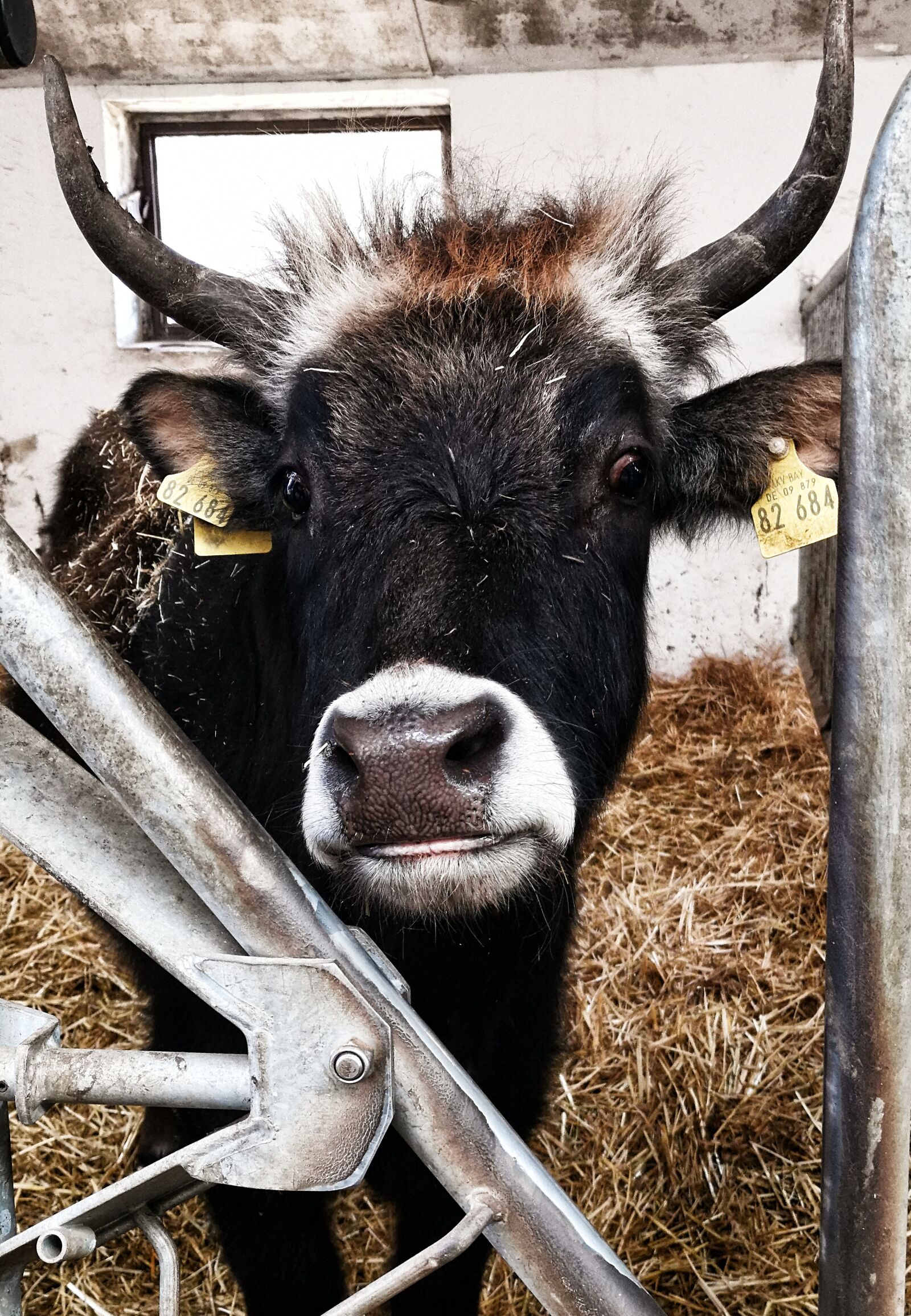 HUAWEI Mate 20 Pro sample photo. Beef, cowshed, animal photography photography