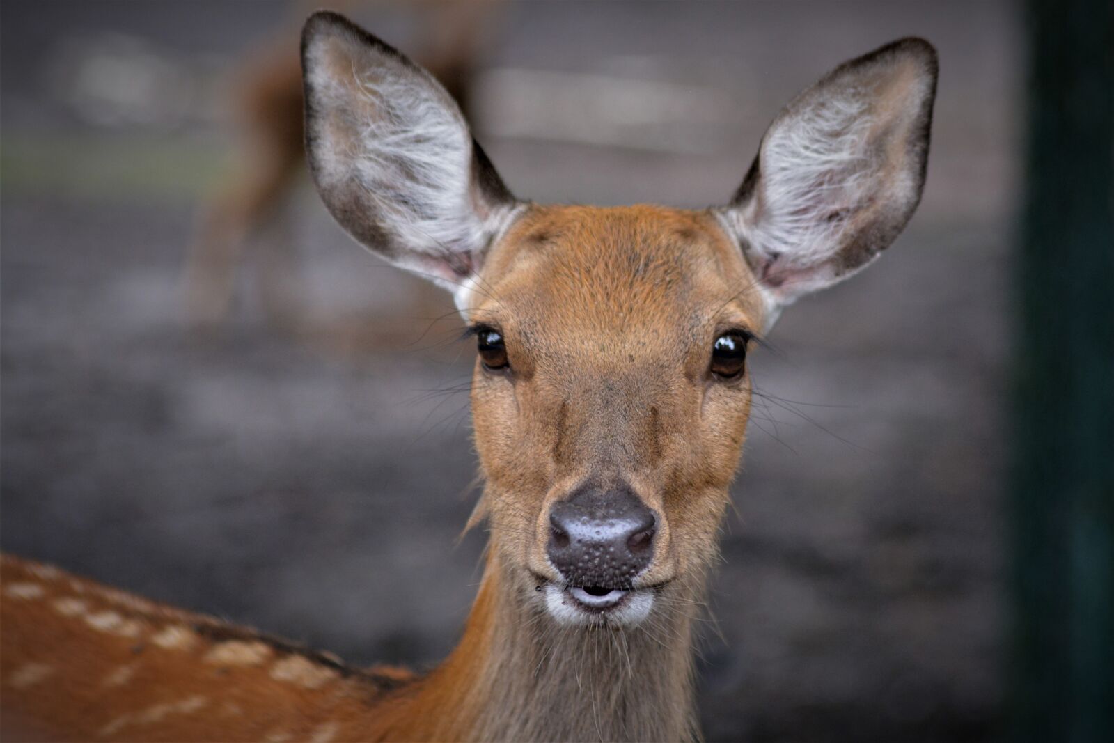 Nikon D5200 sample photo. Roe deer, face, animal photography