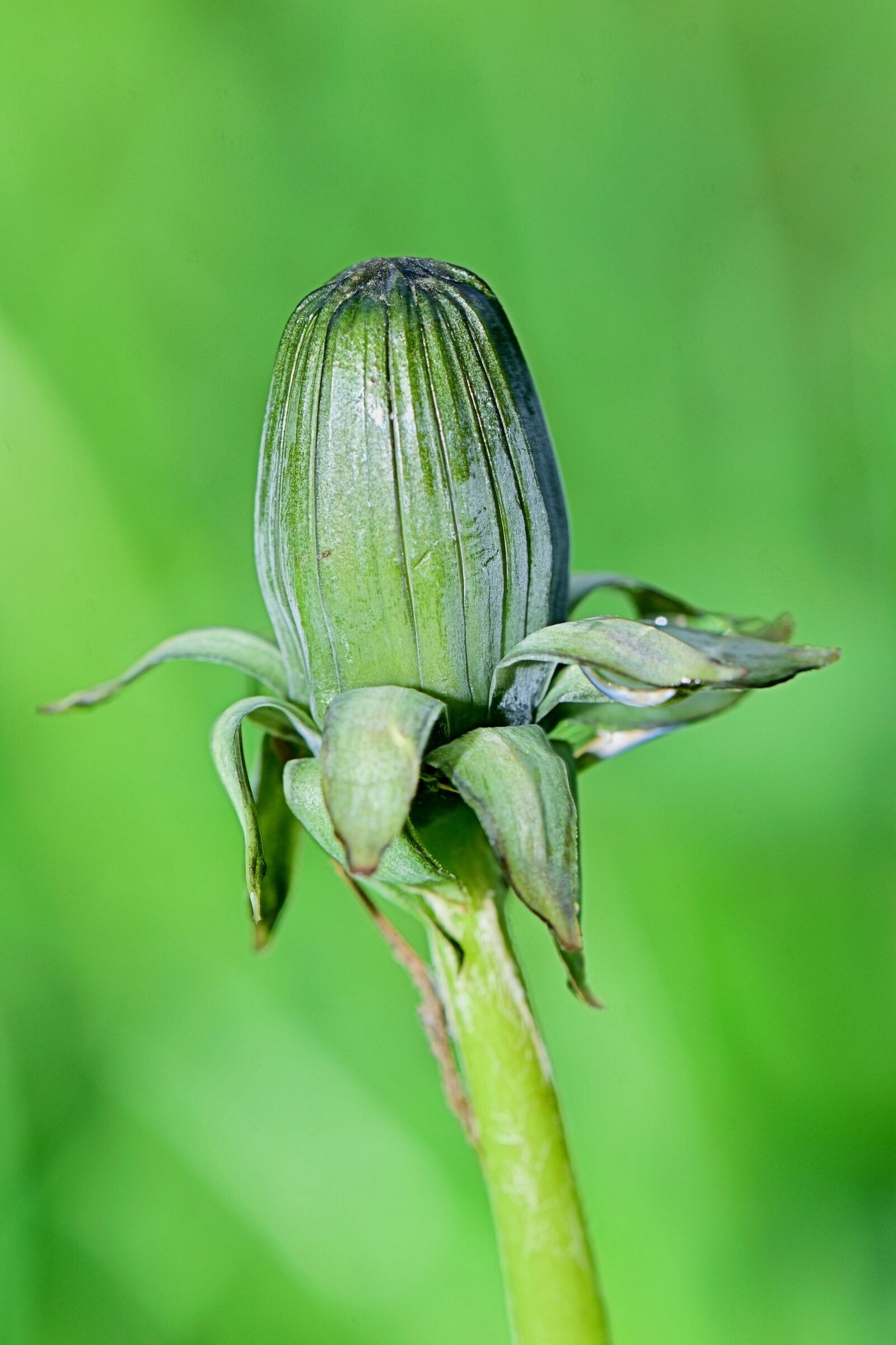 Nikon D5300 sample photo. Stem, flower, plant photography