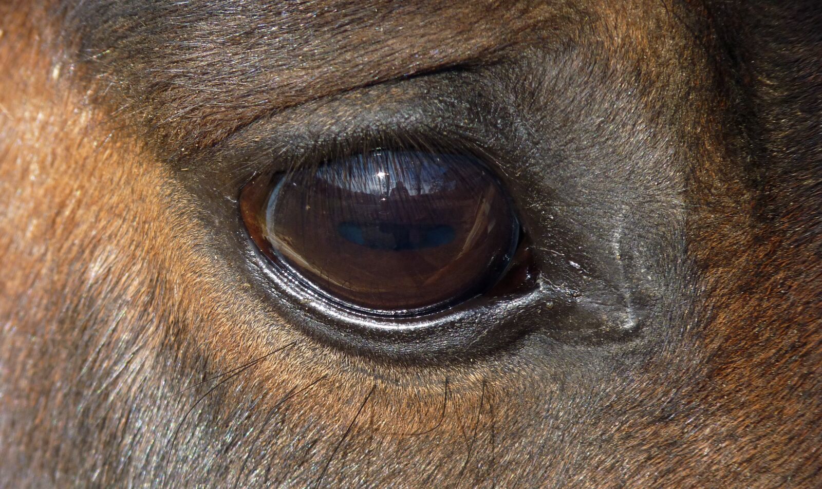 Panasonic Lumix DMC-FZ35 (Lumix DMC-FZ38) sample photo. Horse, eye, œil photography