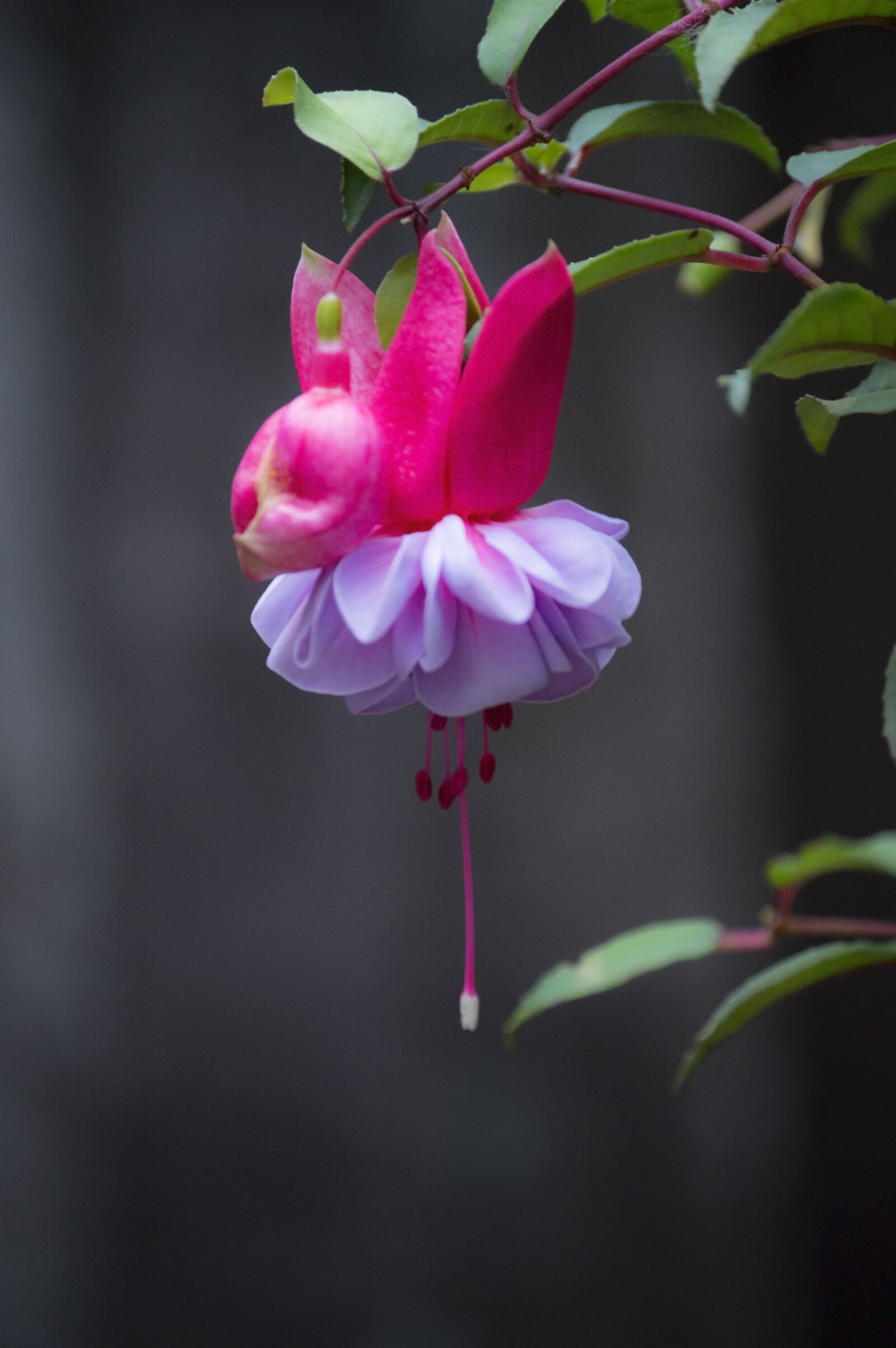 Nikon D3200 sample photo. Flower, roses, violet photography