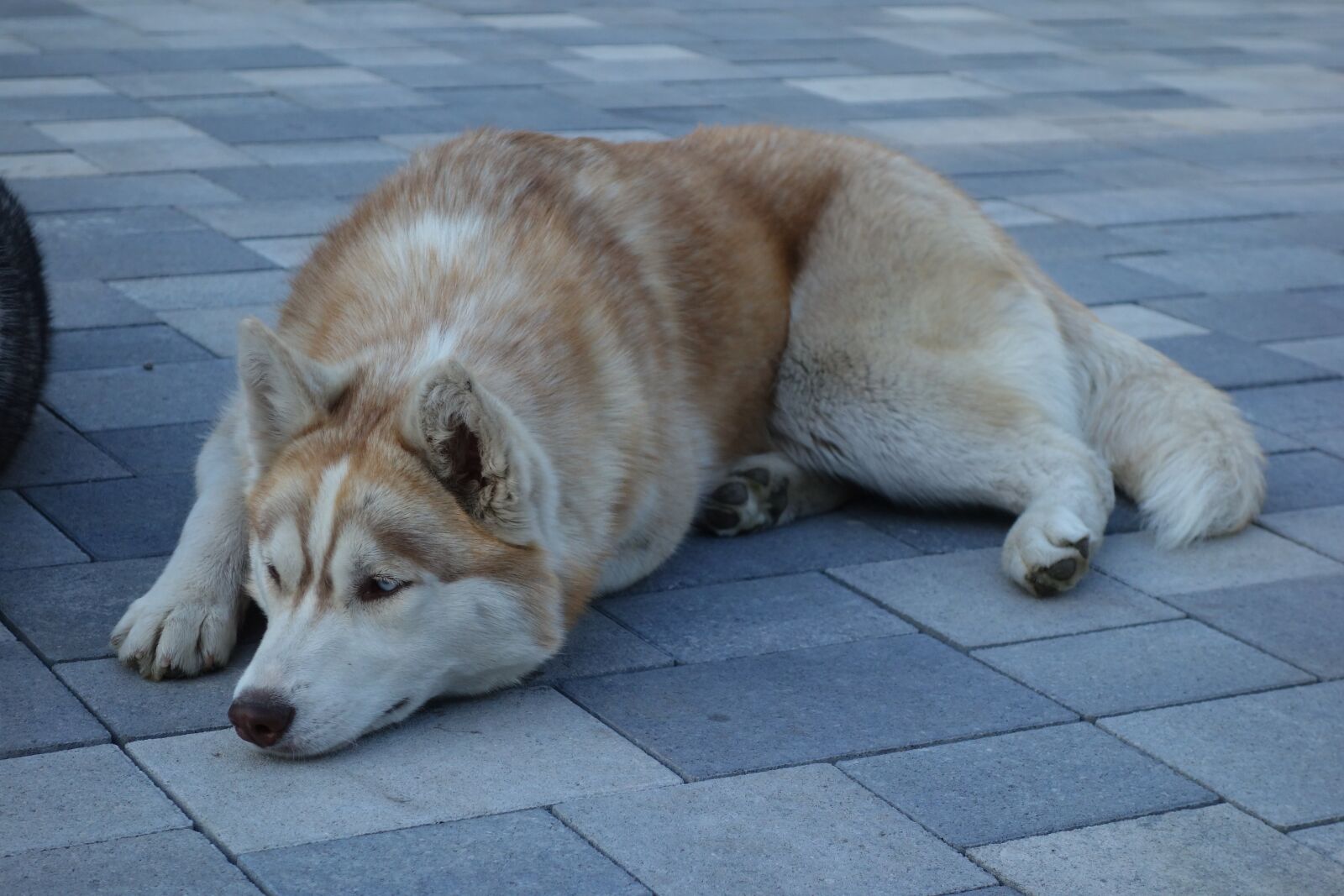 Sony Cyber-shot DSC-RX100 sample photo. Dog, husky, mammal photography