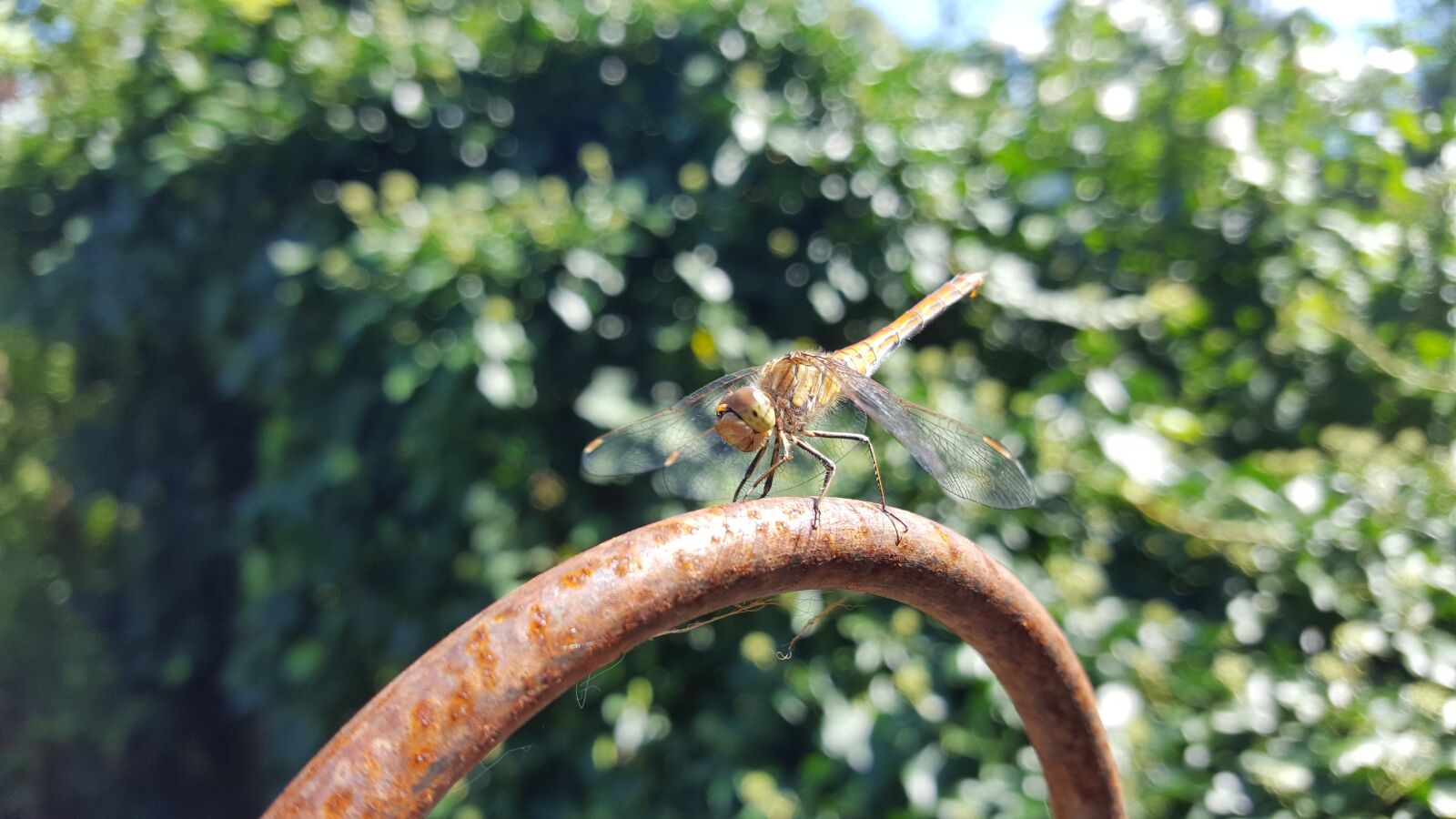 Samsung GALAXY S6 edge sample photo. Animal, nature, dragonfly photography