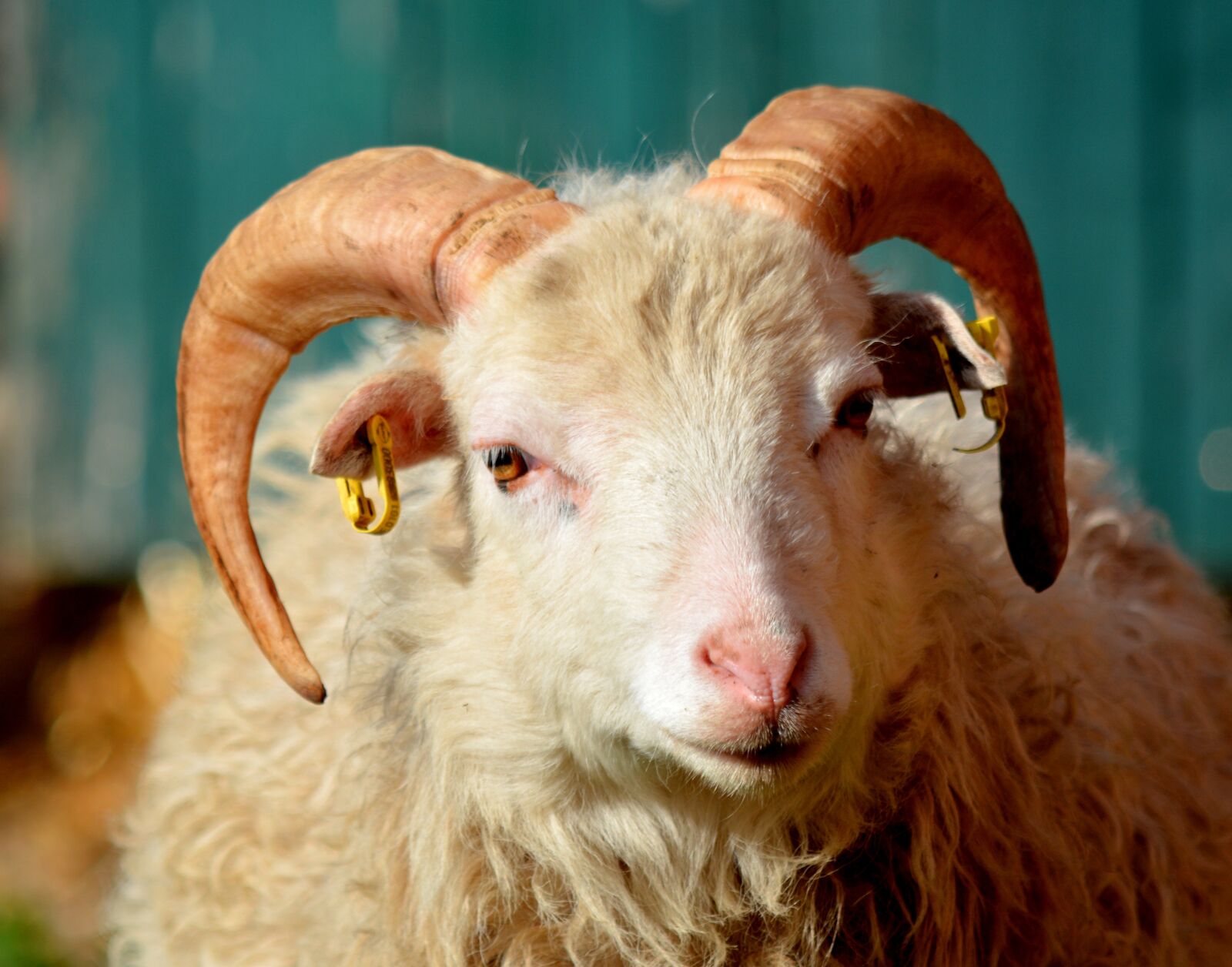 Nikon D7100 sample photo. Nature, animals, sheep photography