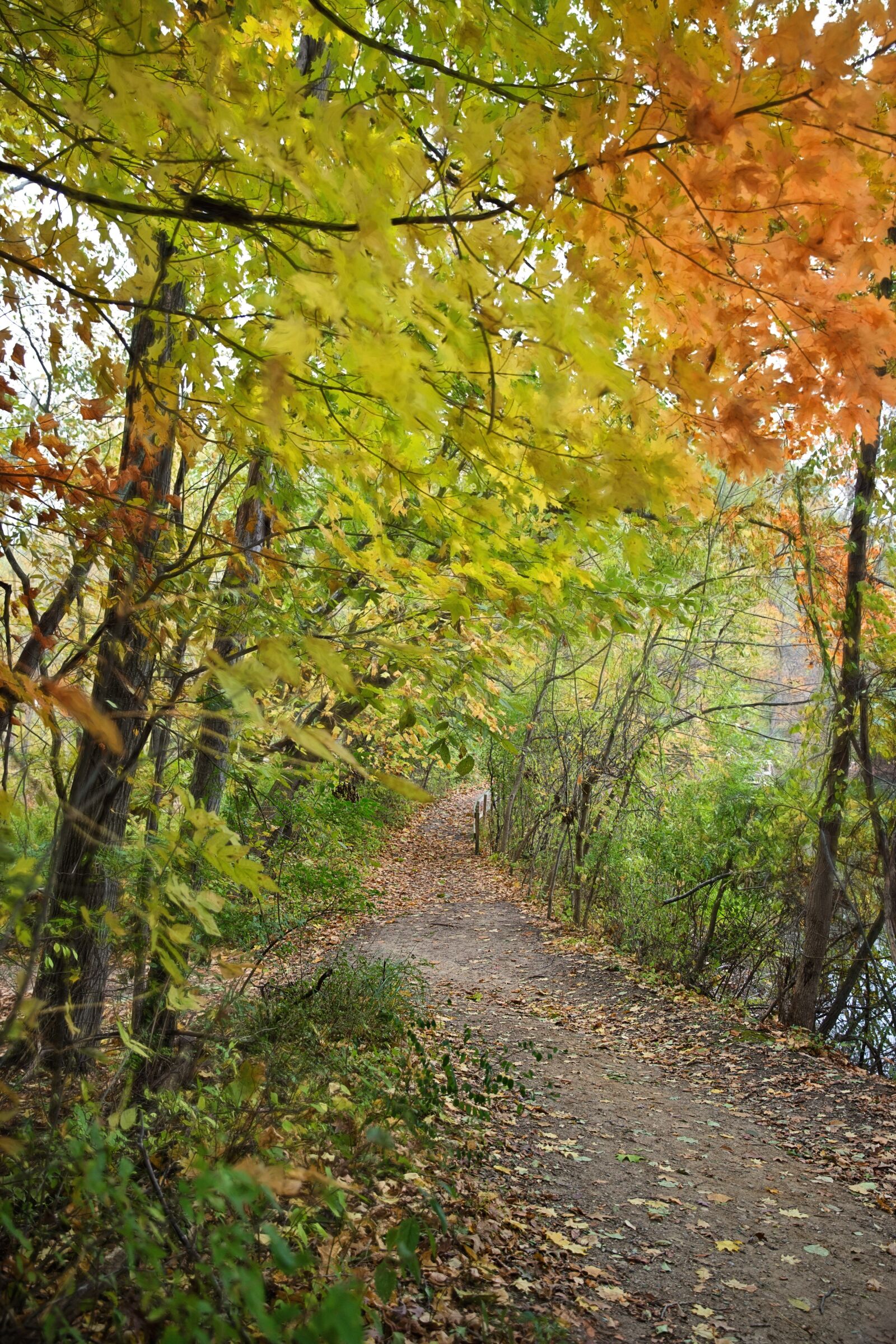 Canon EF 24-70mm F2.8L II USM sample photo. Path, fall, autumn photography