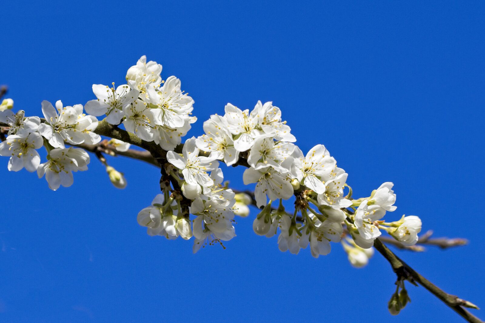 Canon TAMRON SP 90mm F/2.8 Di VC USD MACRO1:1 F004 sample photo. Plum tree, plums, blossom photography