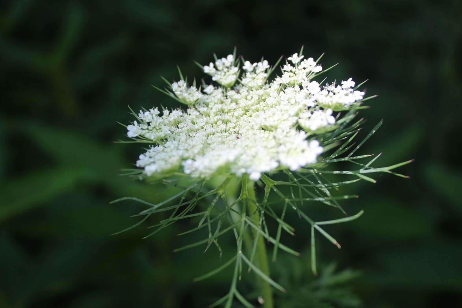 Canon EOS 1300D (EOS Rebel T6 / EOS Kiss X80) sample photo. Hemlock, flower, white photography