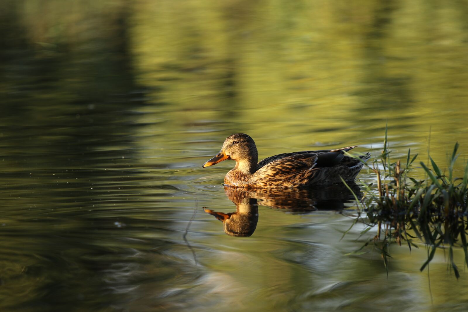 Canon EOS 7D Mark II sample photo. Mallard, female, duck photography