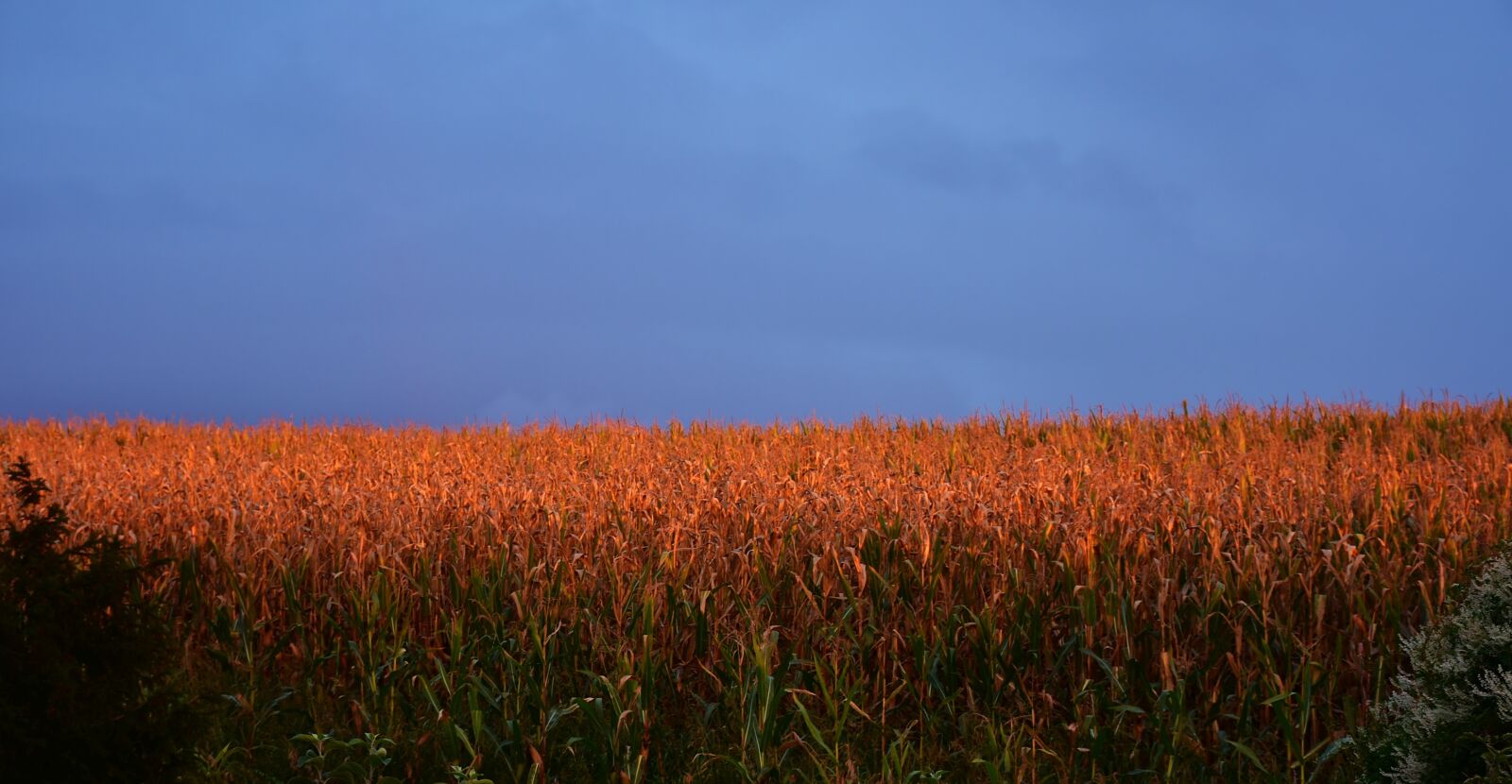 Nikon D7200 sample photo. Sunset, afterglow, corn photography