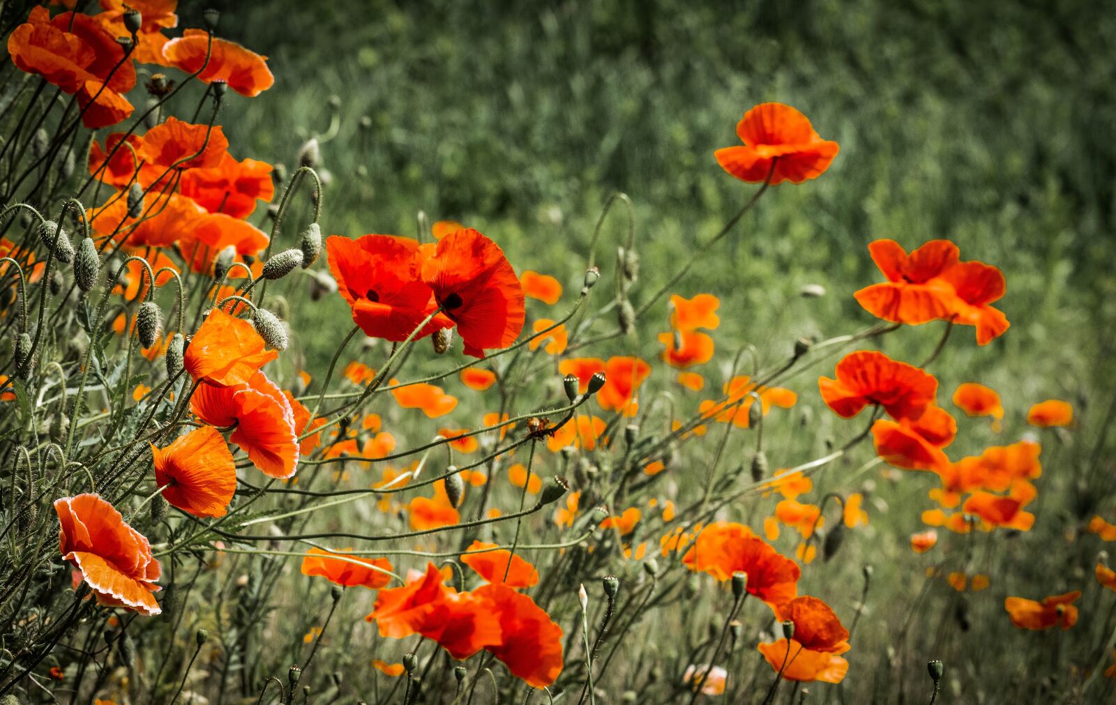 Canon EF 100mm F2.8L Macro IS USM sample photo. Poppies, meadow, plant photography