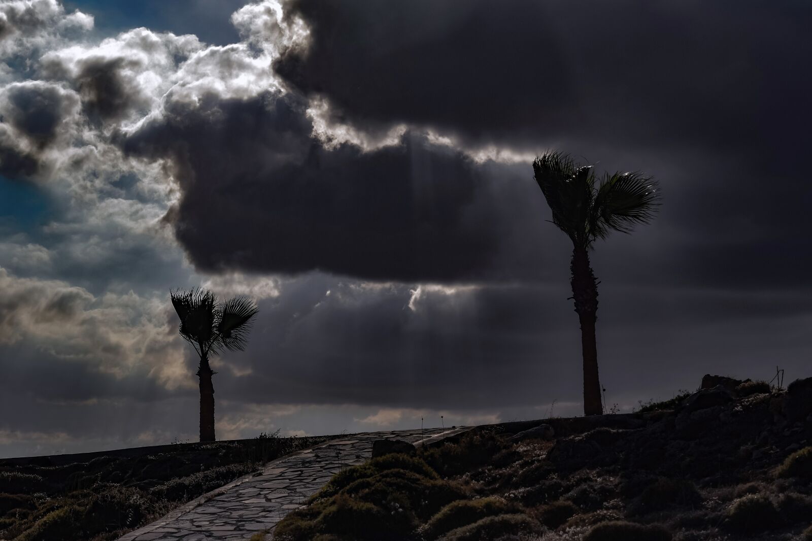 Nikon D3300 sample photo. Trees, palms, storm photography