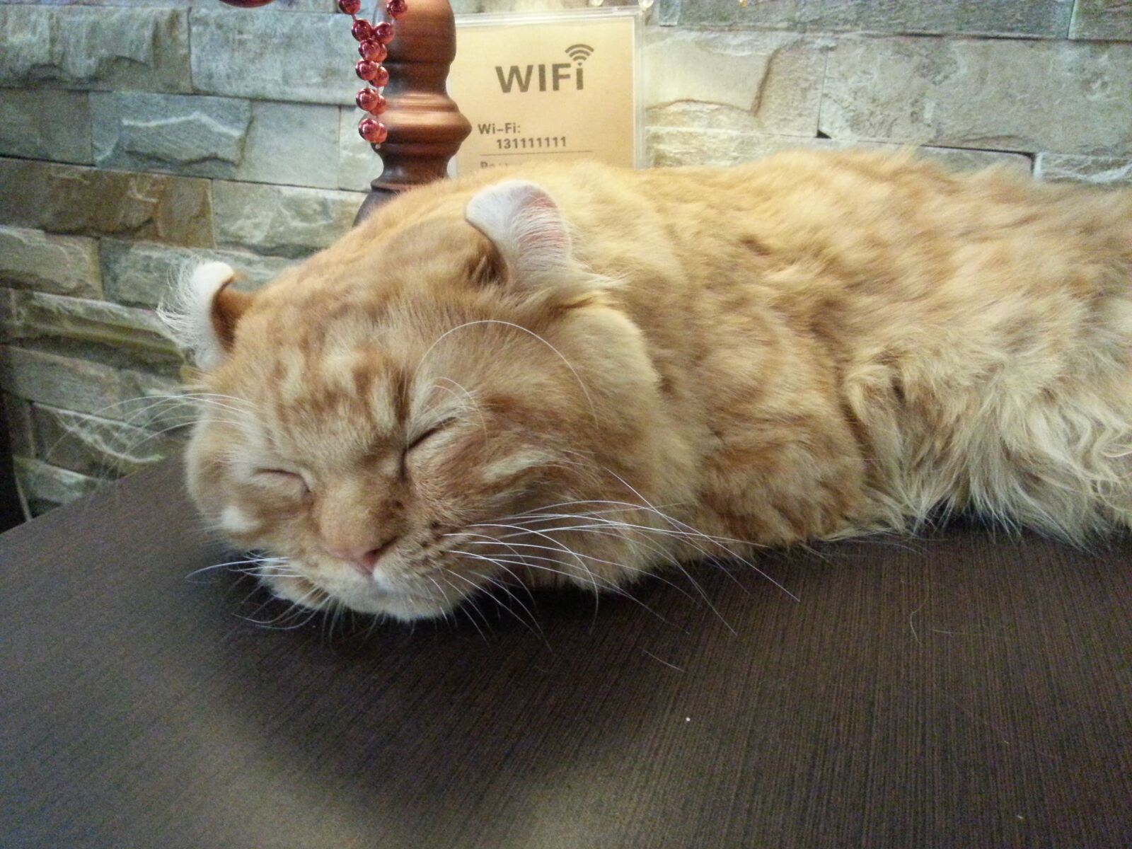 Samsung Galaxy Note2 sample photo. Volume ear cat, cat photography