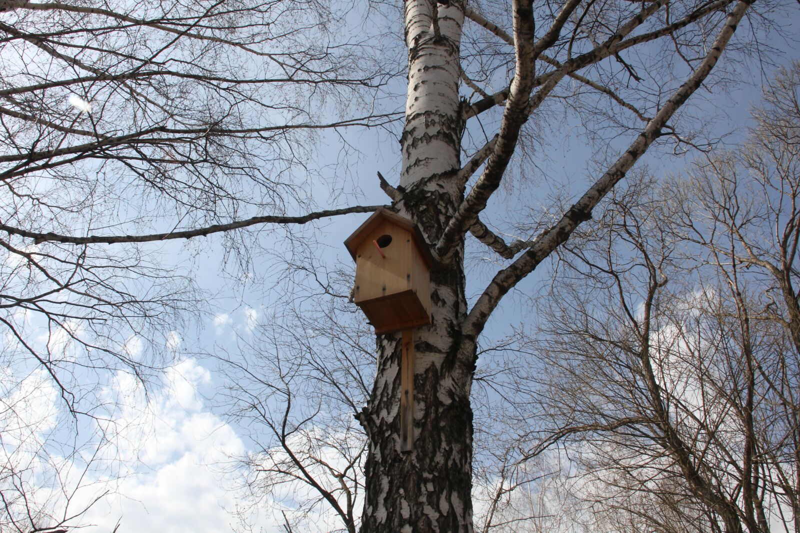 Canon EOS 7D sample photo. Birdhouse, birch, spring photography