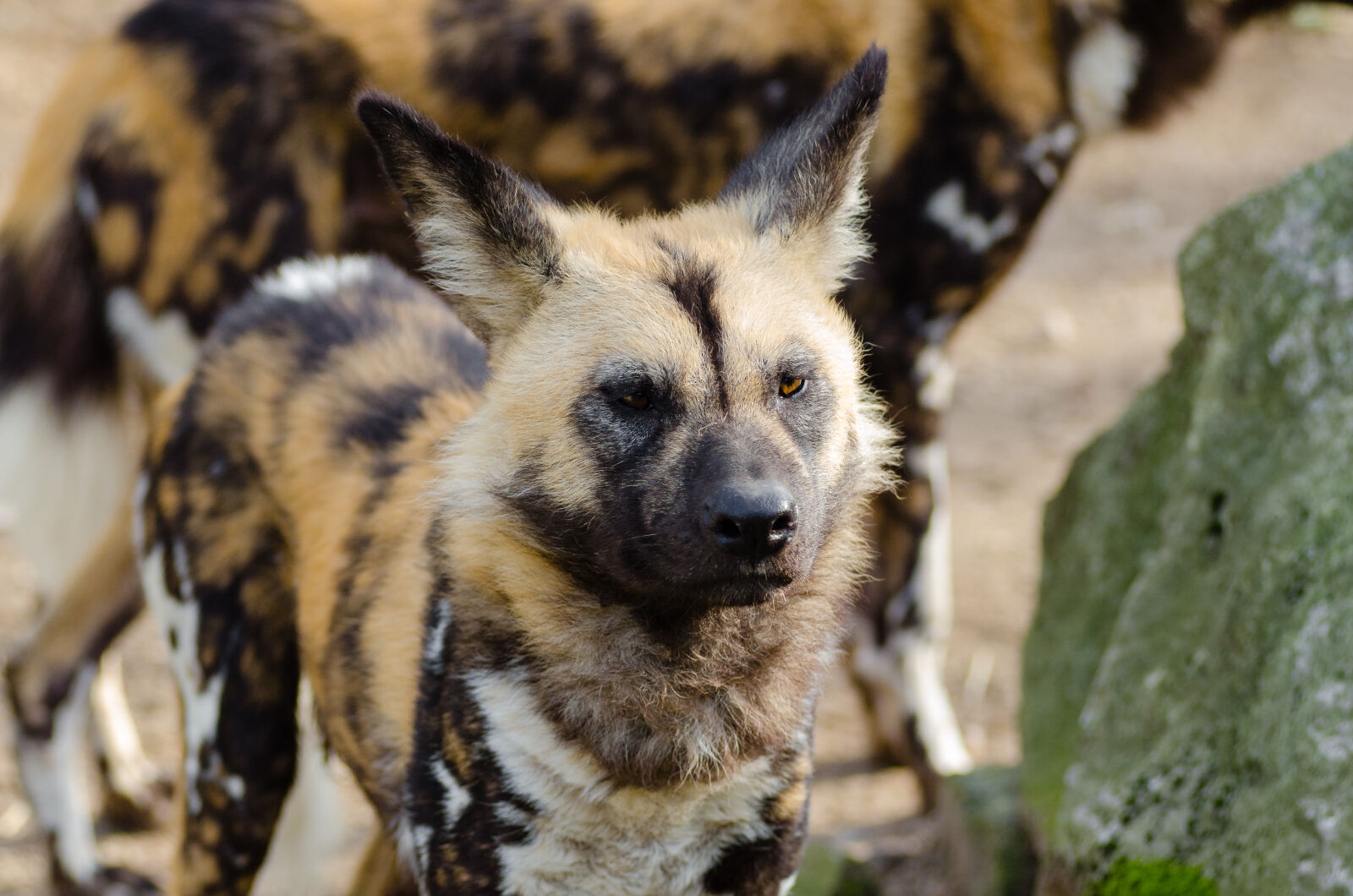 AF Zoom-Nikkor 80-200mm f/2.8 ED sample photo. African, wild, dog photography