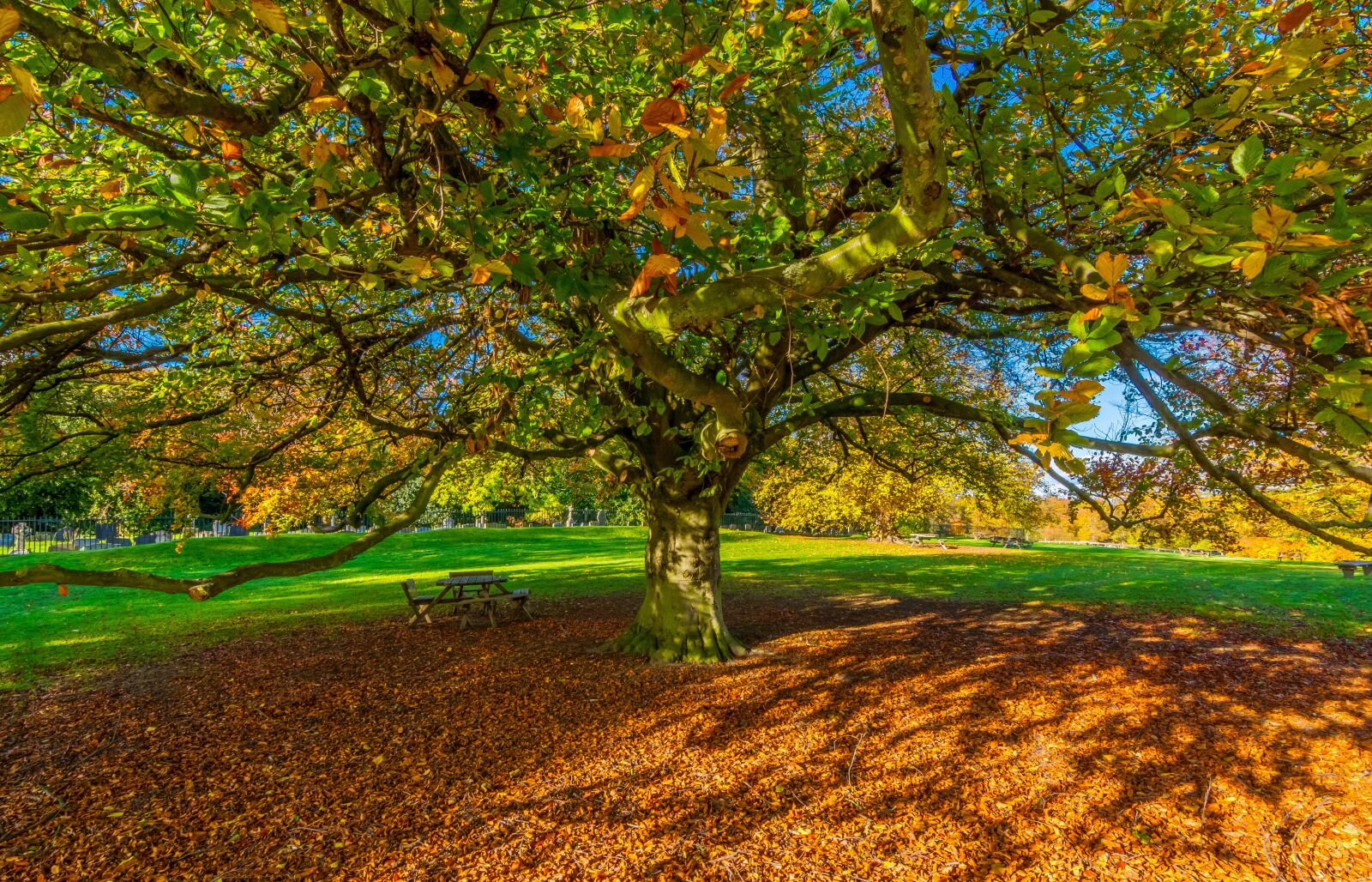 Tokina AT-X Pro 11-16mm F2.8 DX II sample photo. Autumn leaves, wallpaper, yorkshire photography