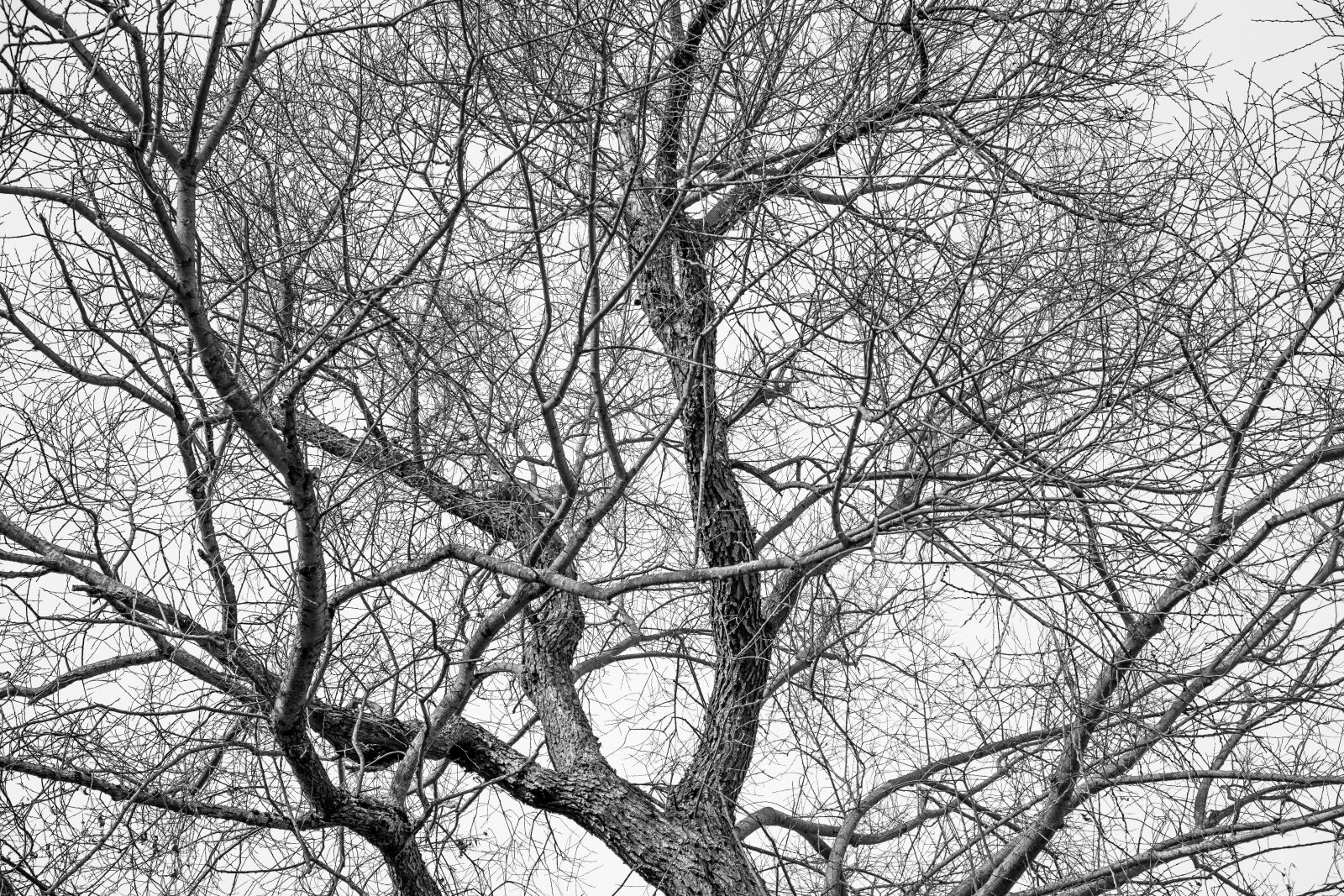 Sony a6300 + Sigma 30mm F2.8 EX DN sample photo. Tree, crown, treetop photography