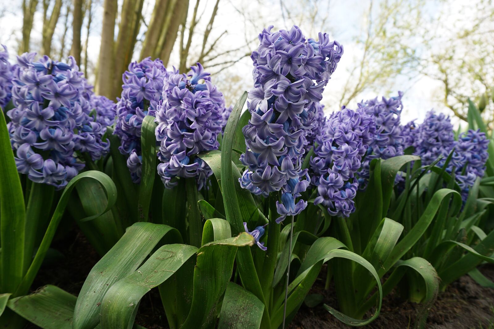 Sony a5100 sample photo. Flowers, plant, spring photography