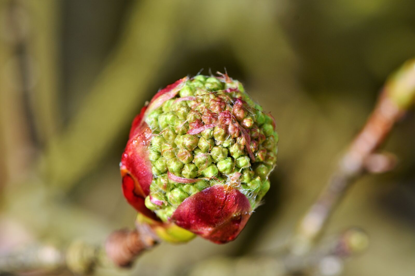 Nikon D7200 sample photo. Rowan, chinese bird berry photography