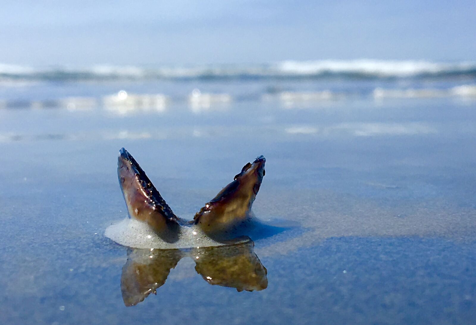 Apple iPhone 6s Plus sample photo. Beach, sea shell, barnacle photography