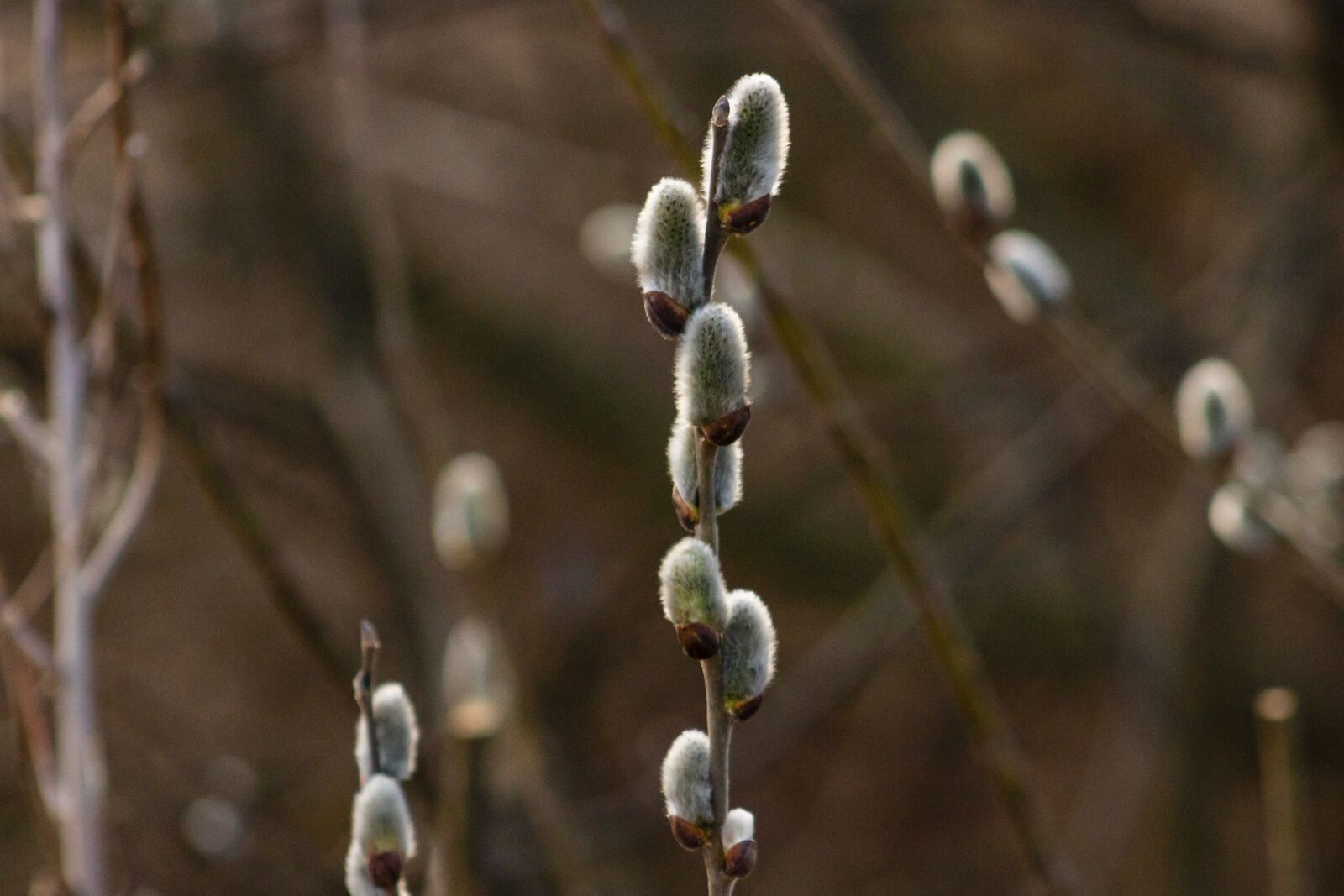 Canon EF75-300mm f/4-5.6 sample photo. Barka, willow flower, flowers photography
