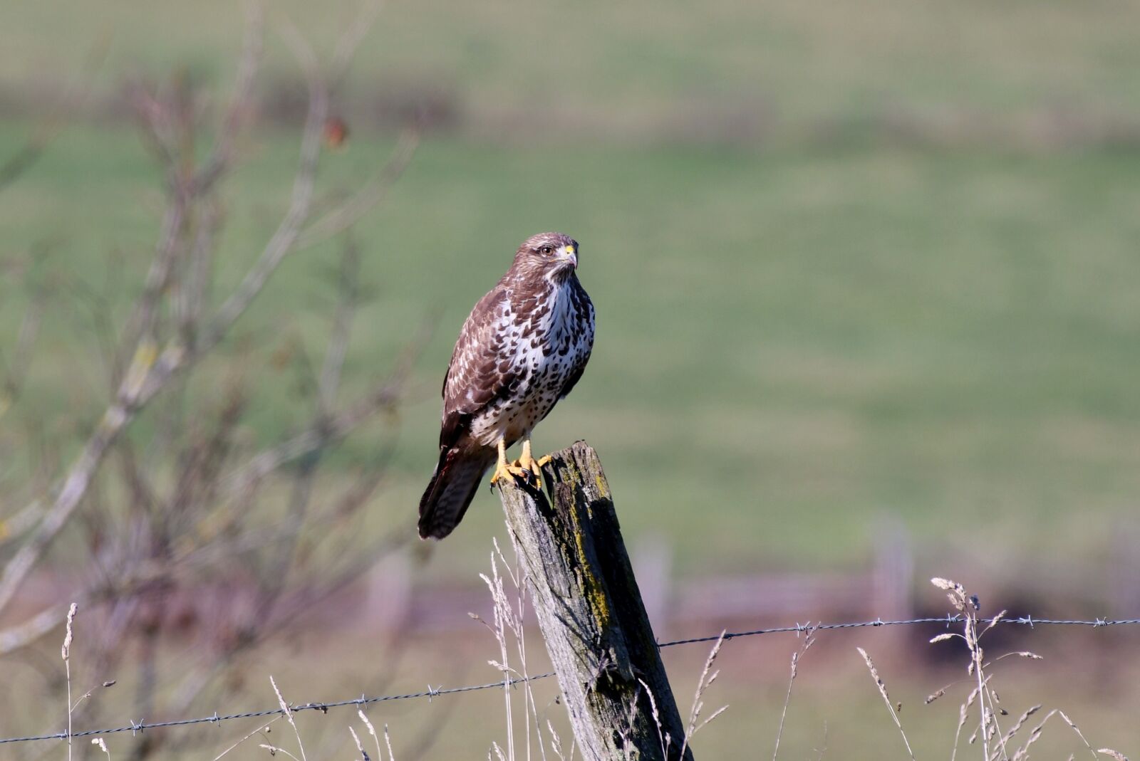 Nikon D500 sample photo. Common buzzard, bird of photography