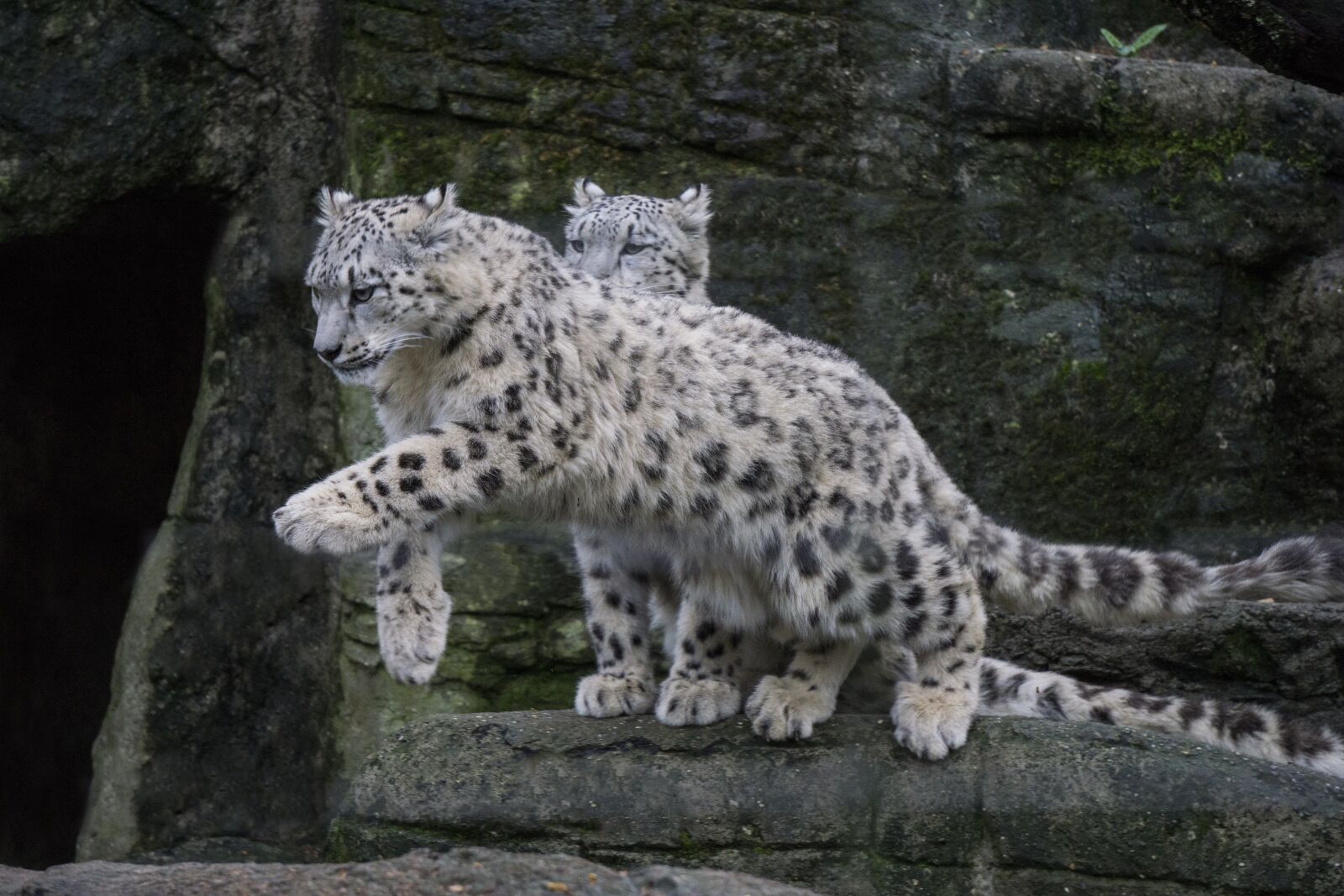 Sony E 55-210mm F4.5-6.3 OSS sample photo. Snow leopard, wild, predator photography