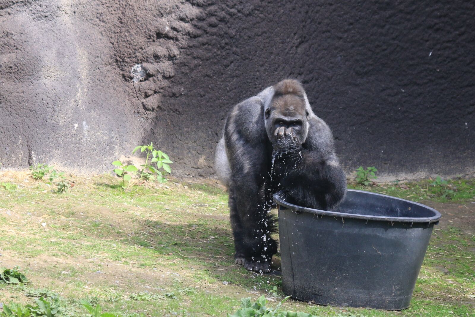 Canon EOS 70D sample photo. Gorilla, animal, wild photography