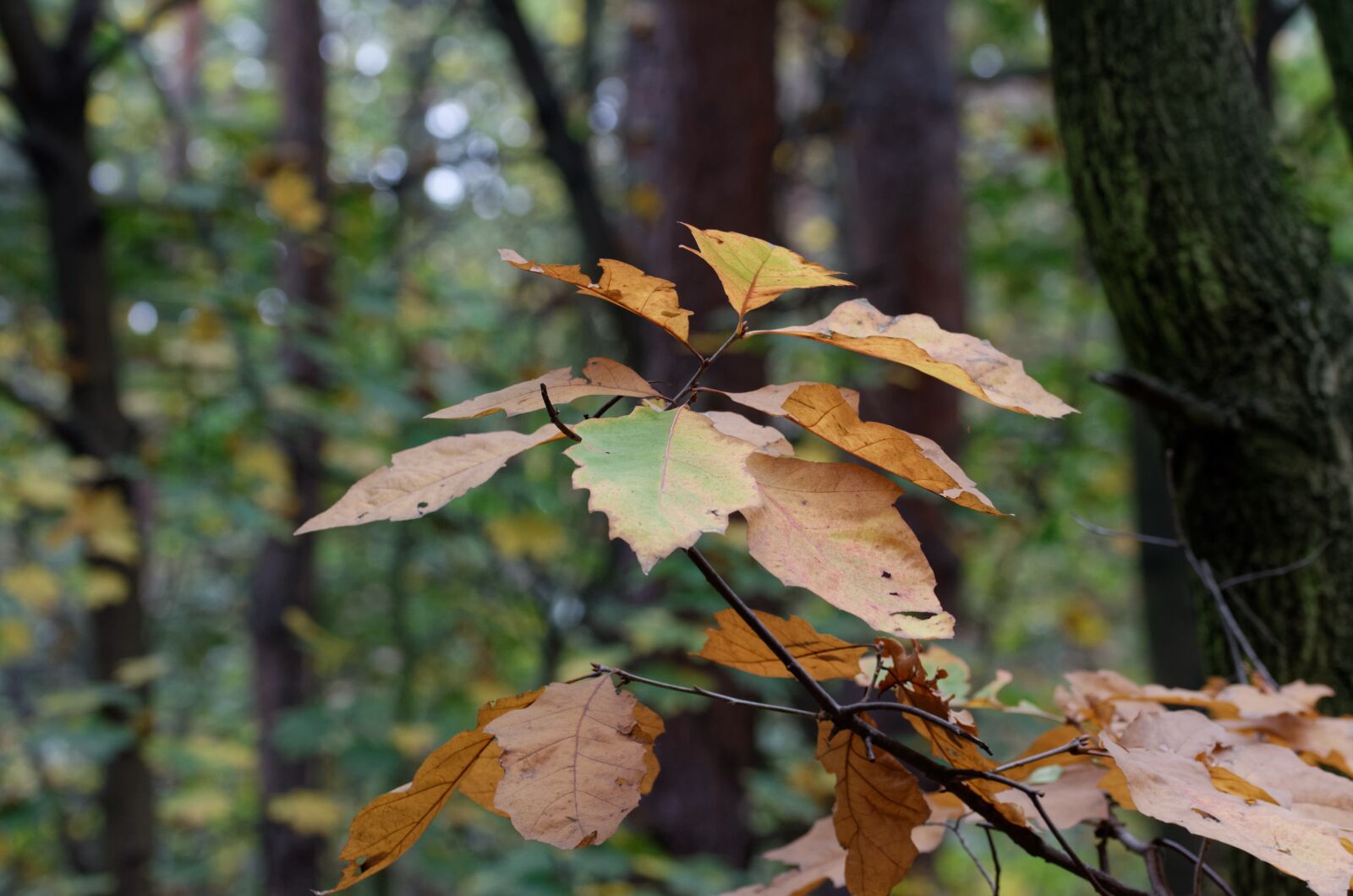 Nikon D5100 sample photo. Leaves, rust, shoot photography