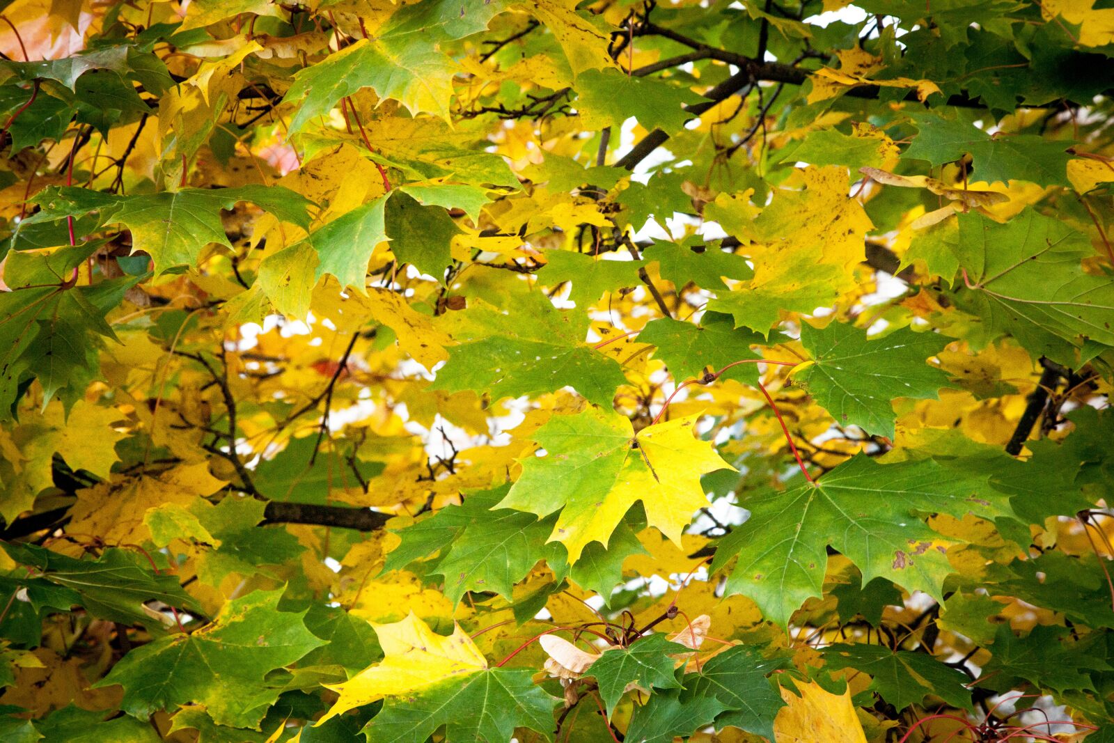 Canon EOS 5D Mark II sample photo. Fall, leaves, green photography