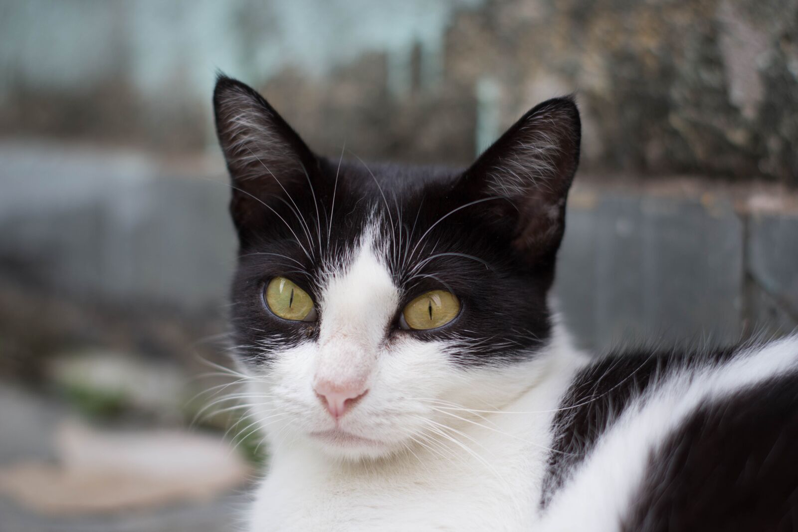 Canon EOS 60D sample photo. Cat, feline, domestic photography