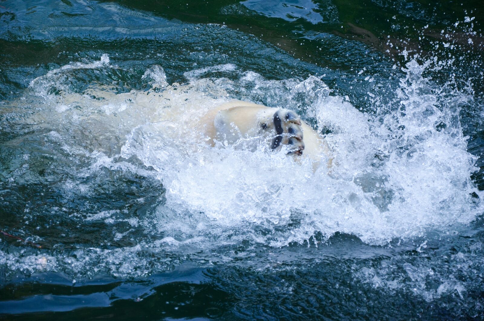Nikon D5100 sample photo. Polar bear, water, paw photography