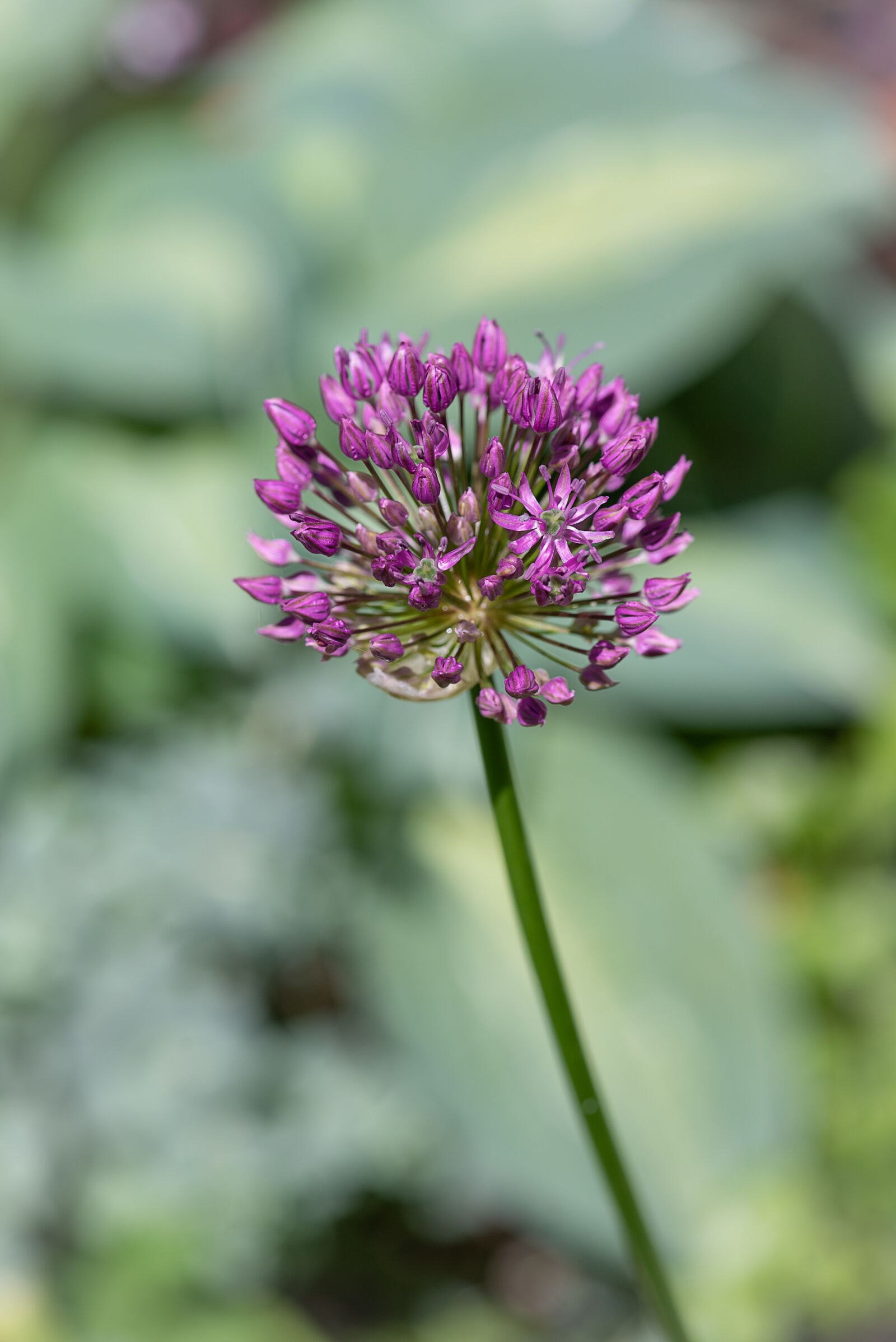 Nikon D750 sample photo. Flower, purple, purple flower photography