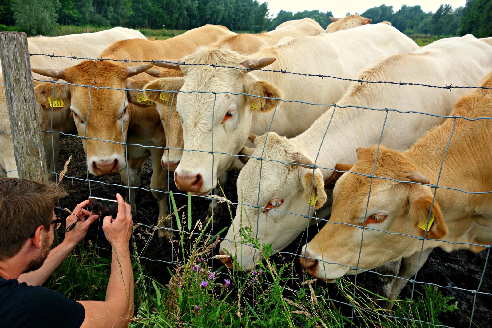 Sony Cyber-shot DSC-RX100 sample photo. Cow, cattle herd, livestock photography