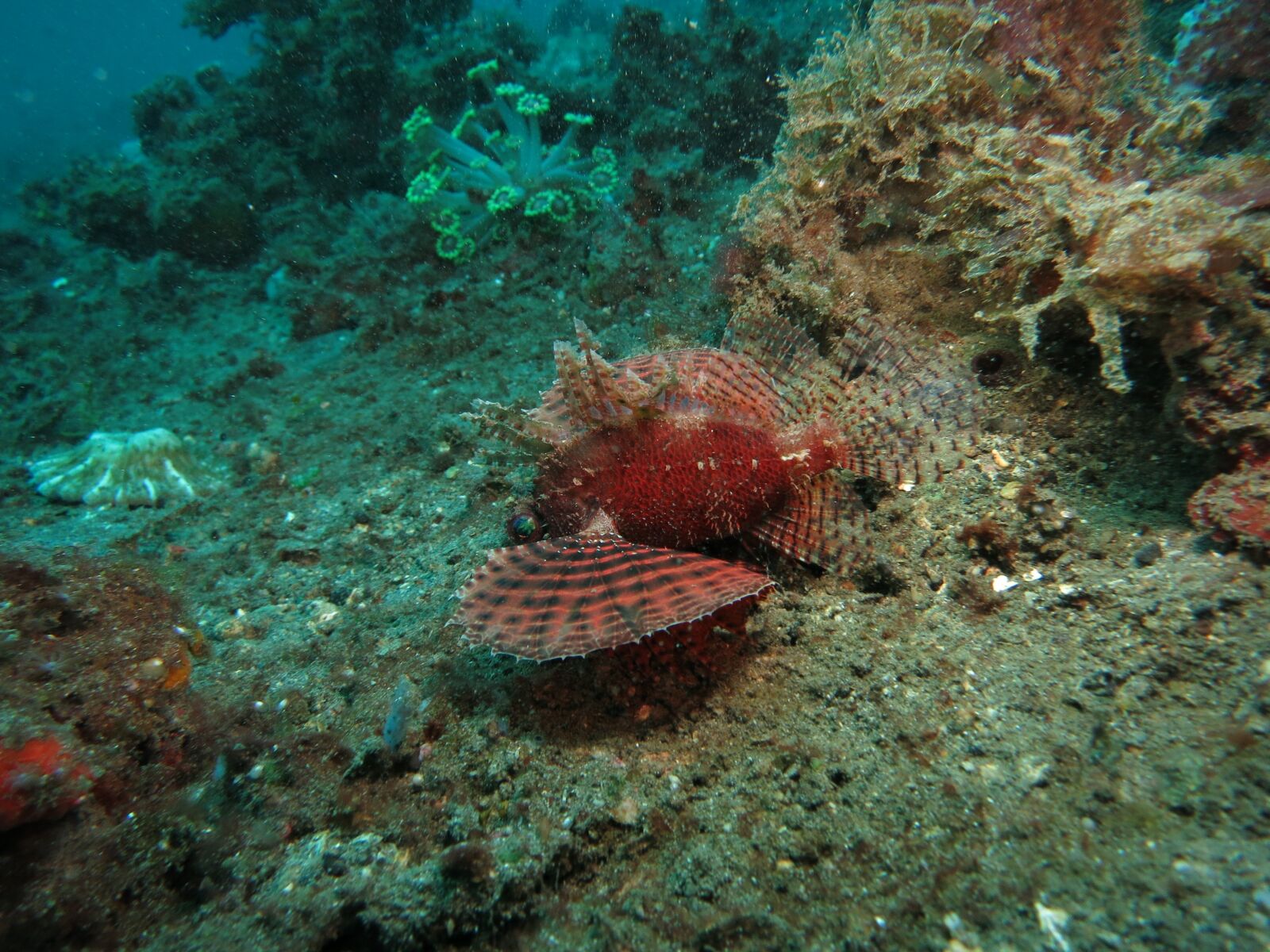 Canon PowerShot S110 sample photo. Lionfish, diving, scuba photography