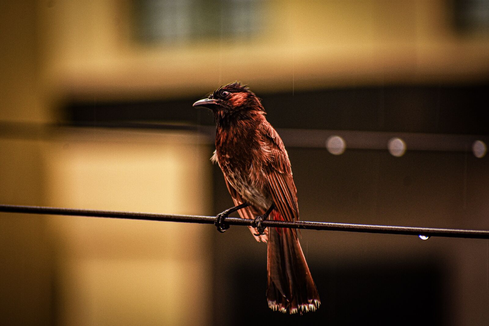 Nikon D3400 sample photo. Nature, wildlife, bird photography