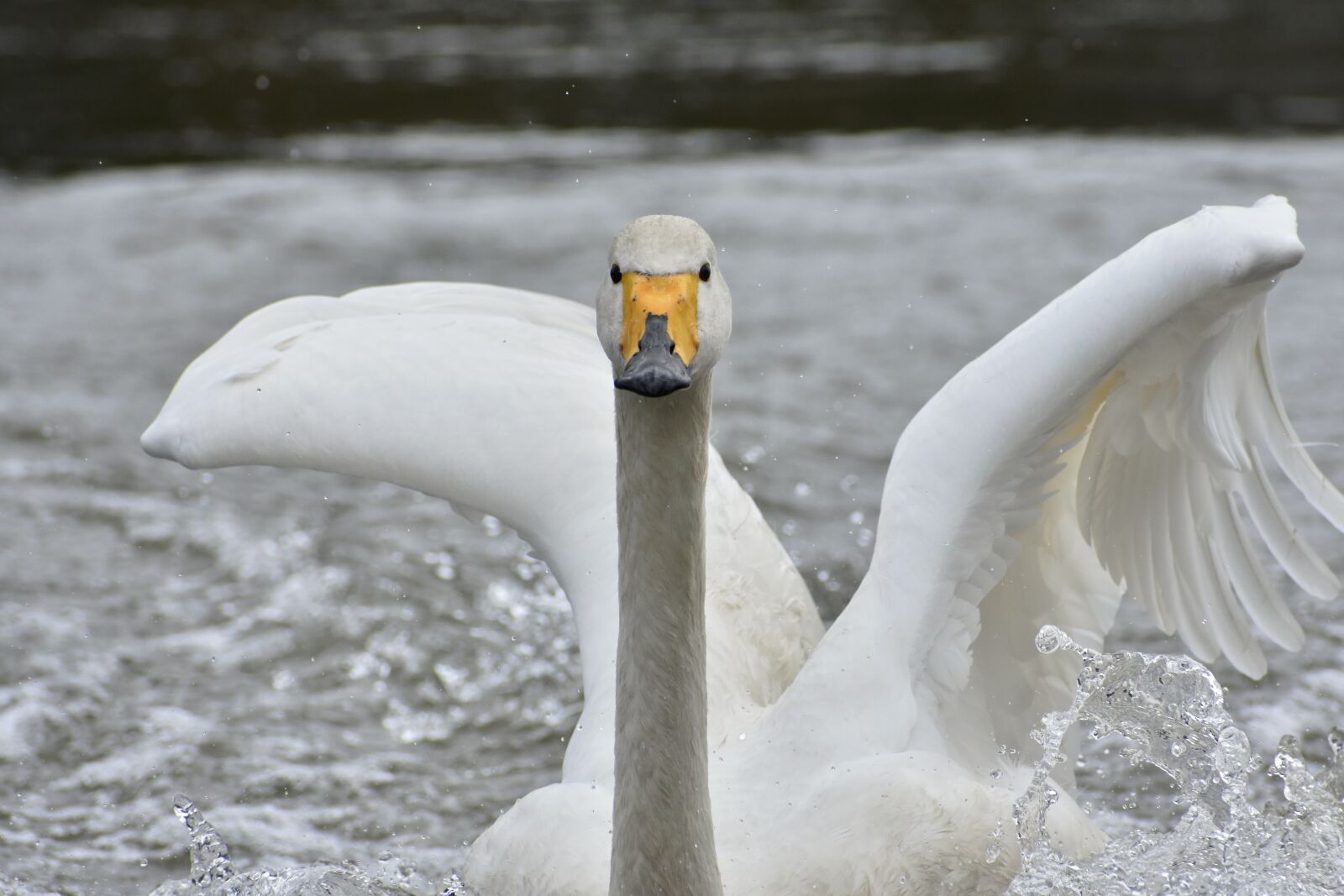 Nikon D7200 sample photo. Animal, lake, waterside photography