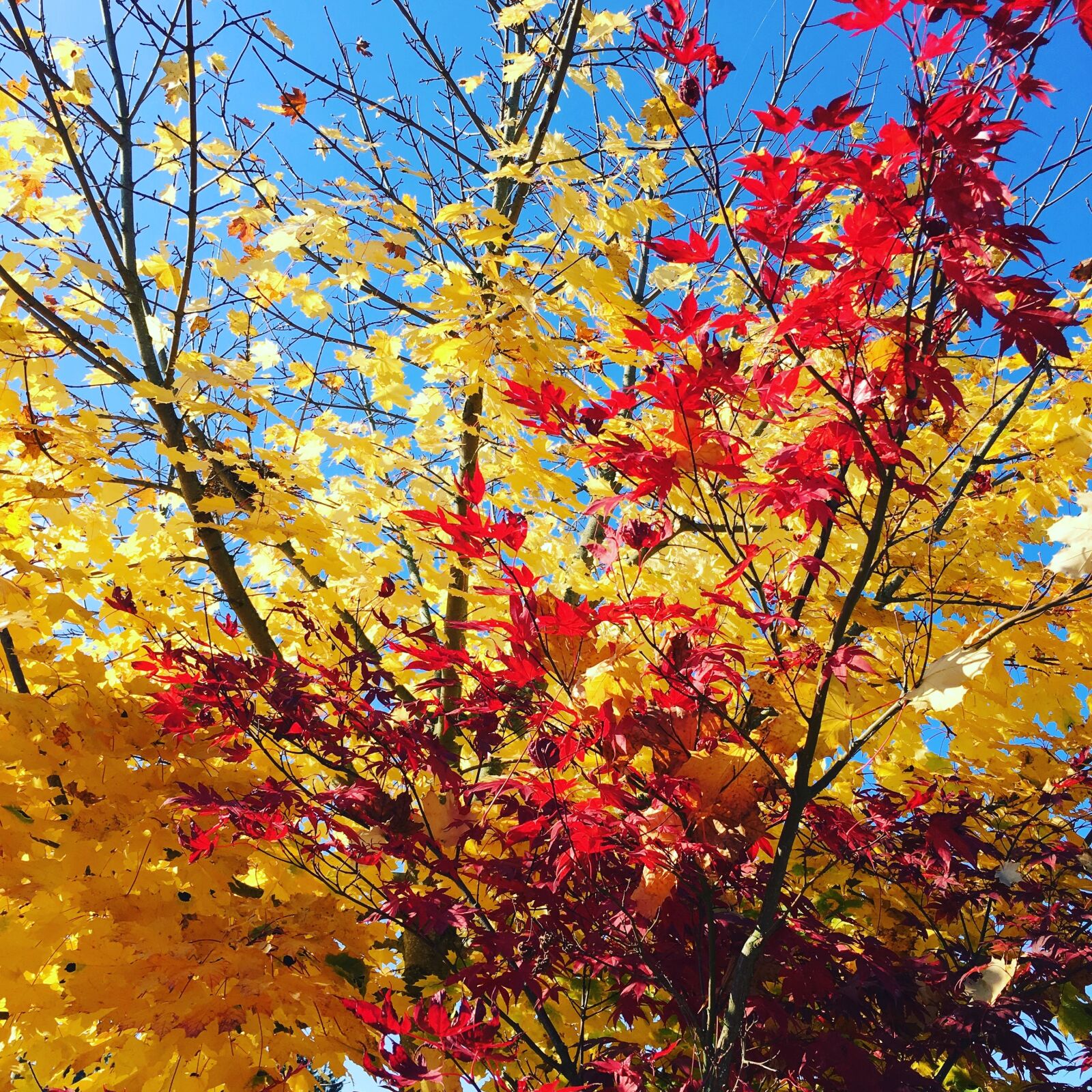 Apple iPhone 6s Plus sample photo. Autumn, leaves, golden autumn photography