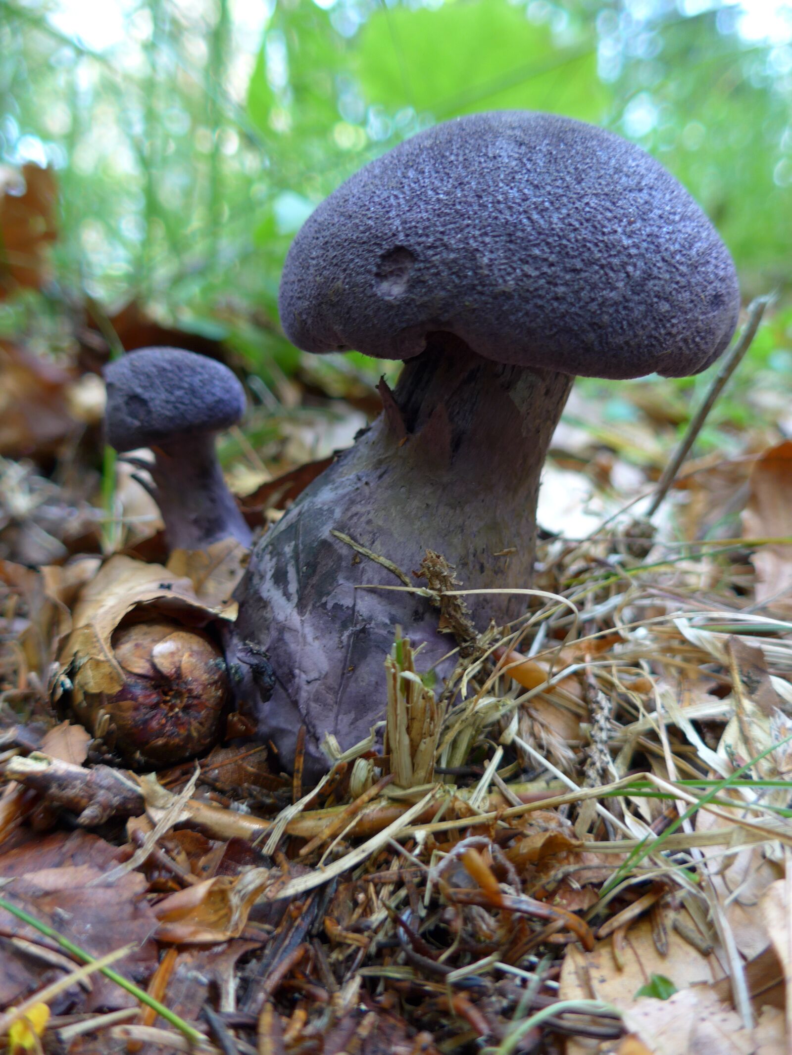 Panasonic Lumix DMC-LF1 sample photo. Mushrooms, agaric, purple schleierling photography