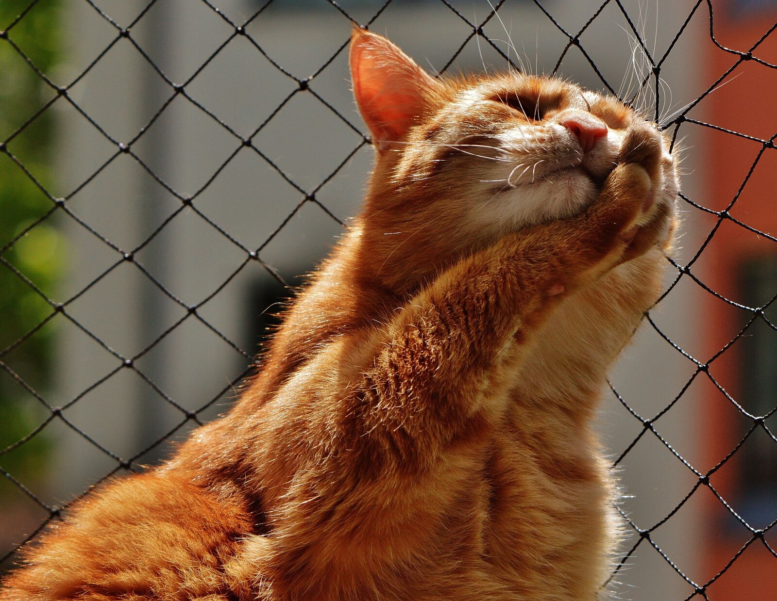 Nikon D3200 sample photo. Cat, face, close up photography