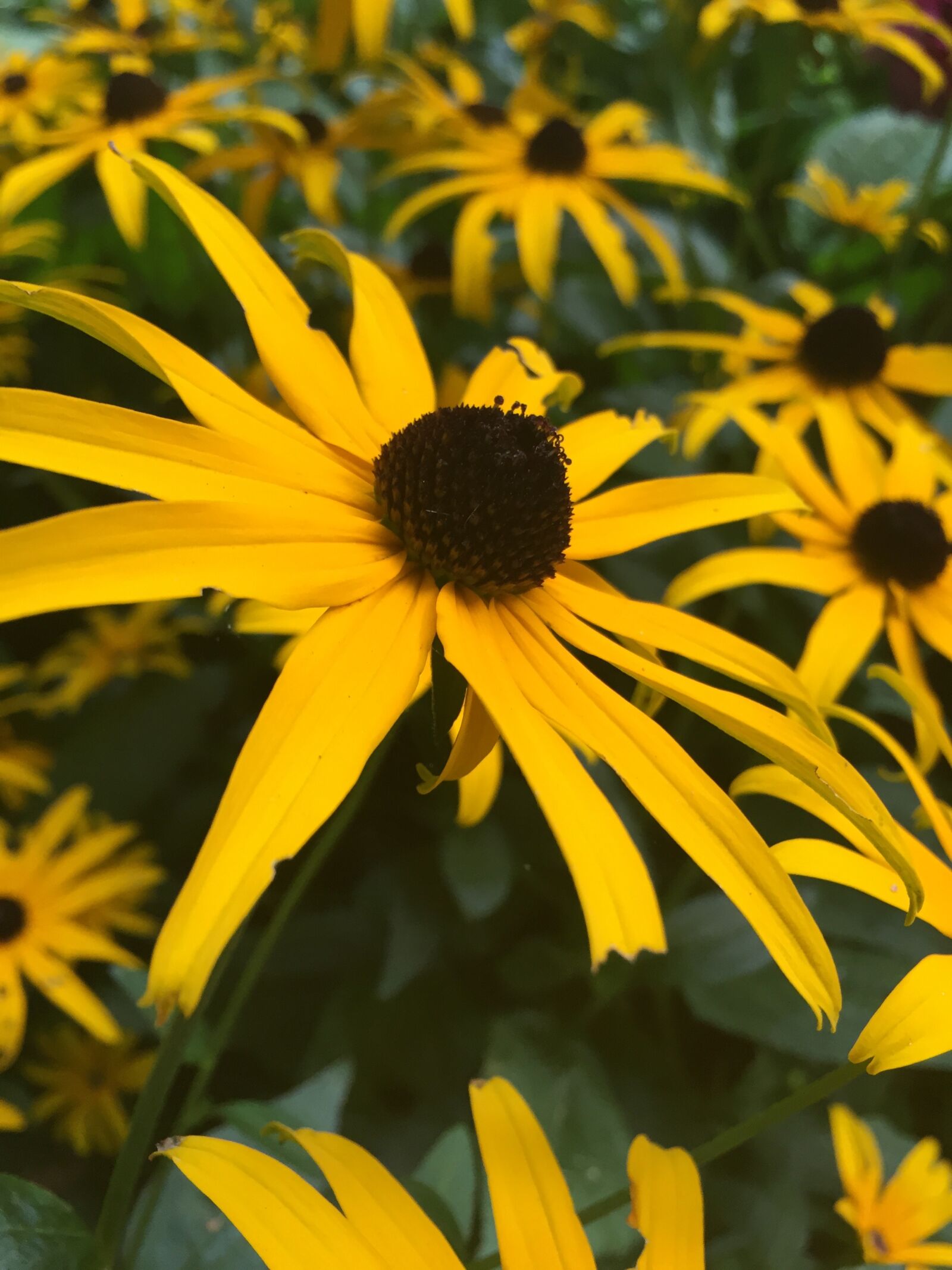 Apple iPhone 6 sample photo. Flowers, yellow, yellow flowers photography
