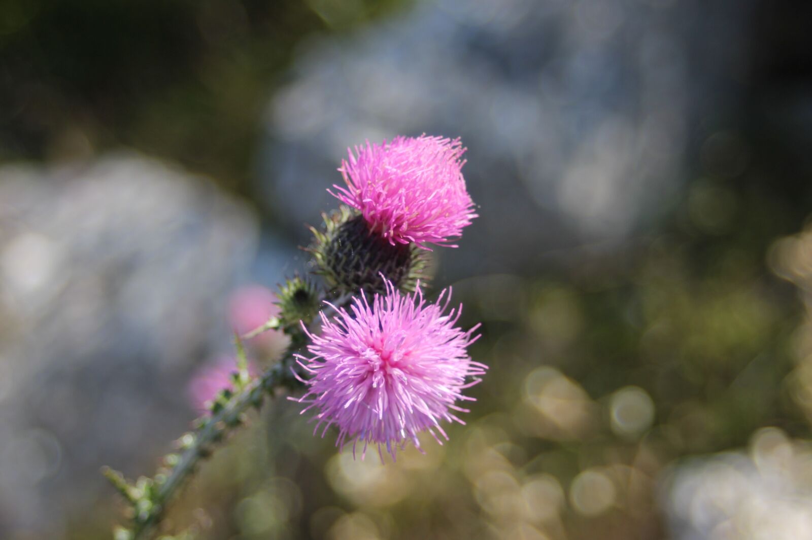 Canon EF 35-70mm f/3.5-4.5A sample photo. Thistle, flower, pink photography