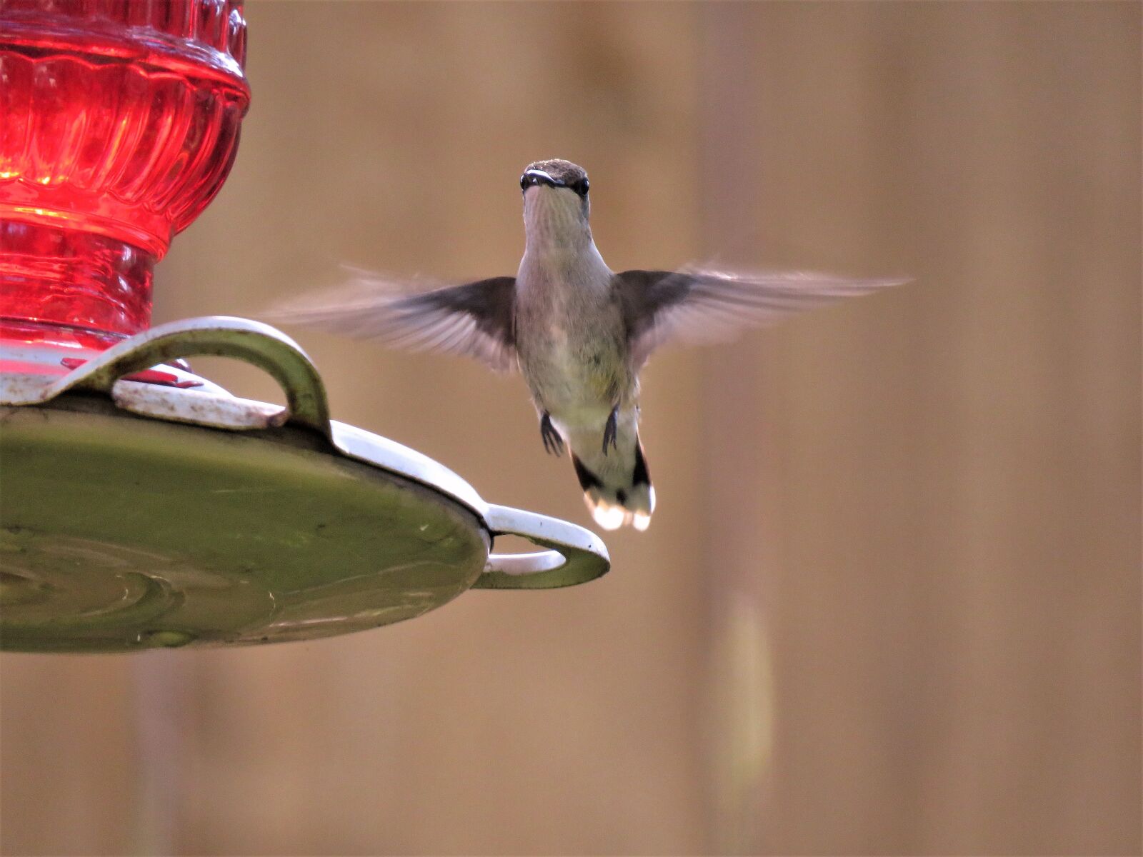 Canon PowerShot SX60 HS sample photo. Bird, bird in flight photography
