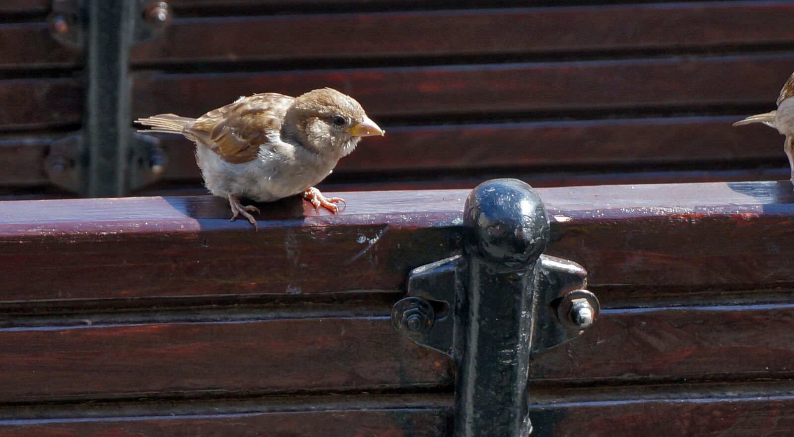 Sony Alpha NEX-3N sample photo. Birds, sparrow, fence photography