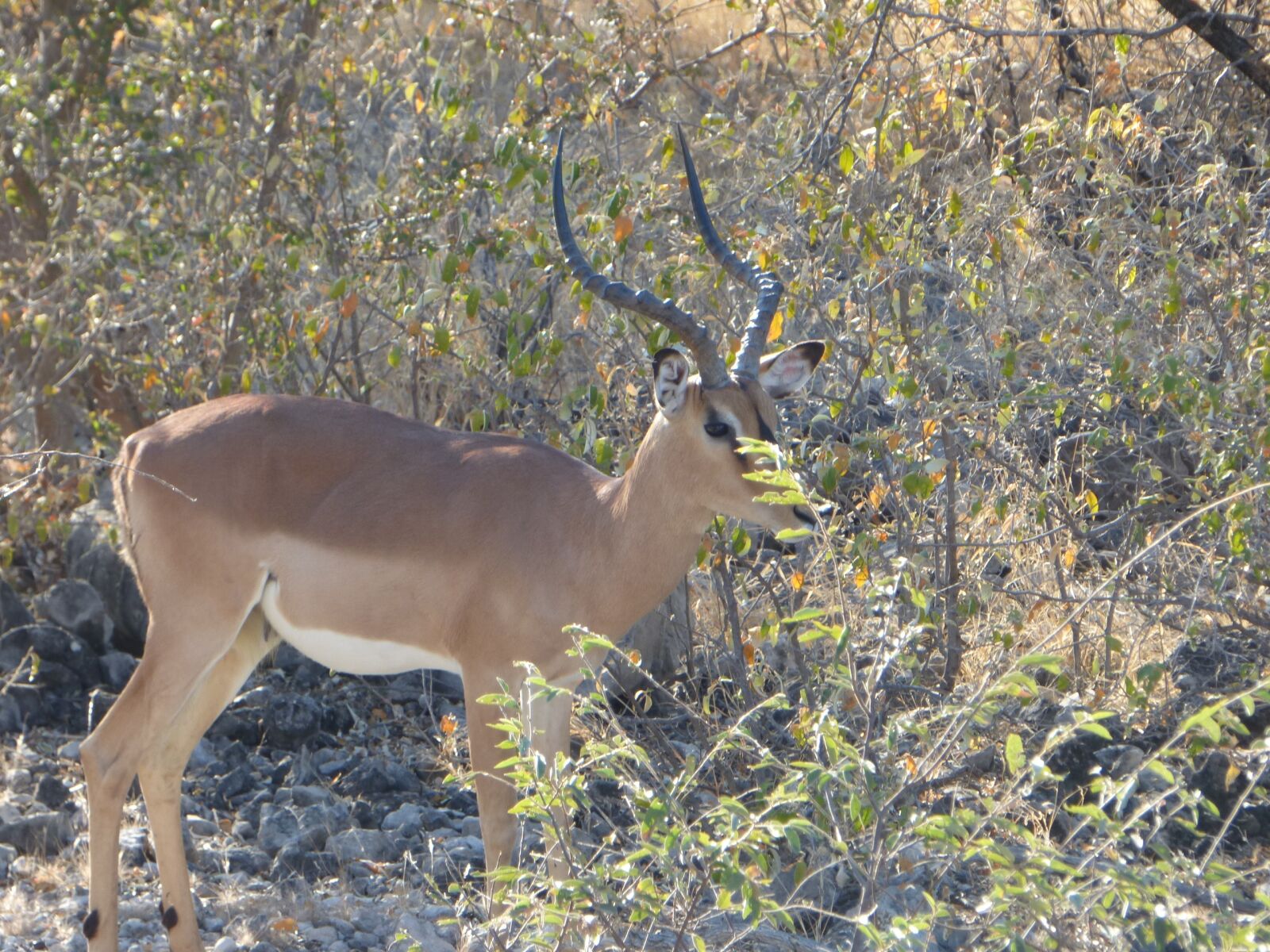 Panasonic DMC-FZ72 sample photo. Wildlife, antelope impala, namibia photography