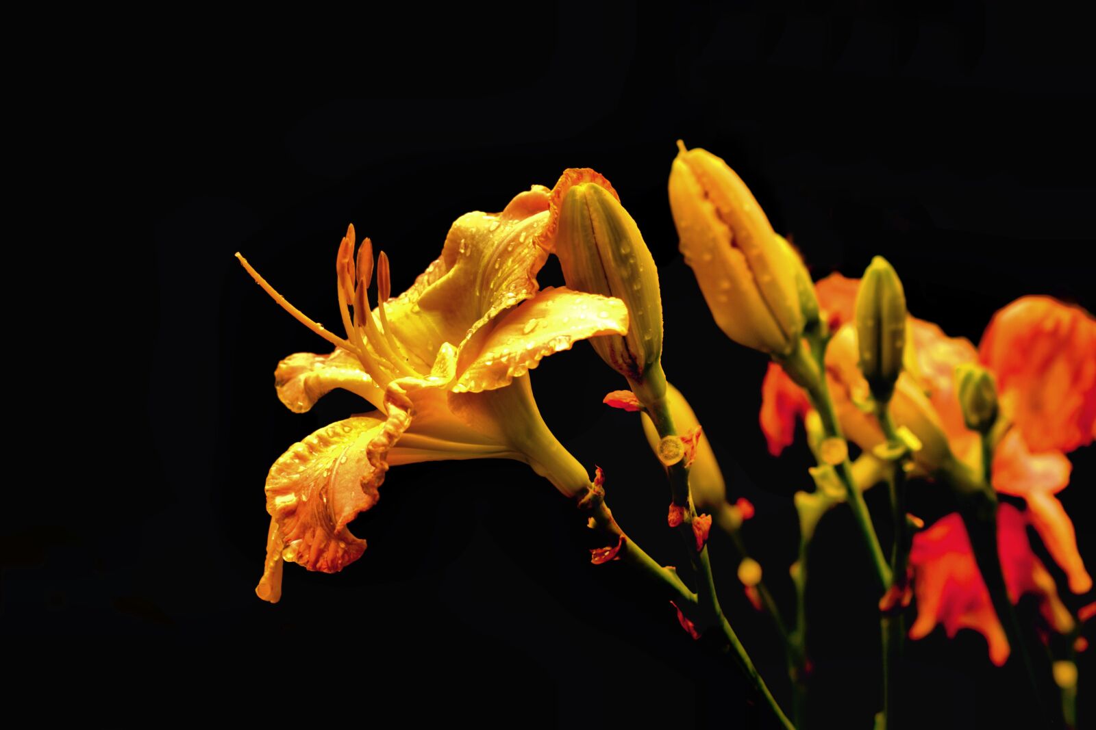 Pentax K-3 sample photo. Lily, flower, nature photography