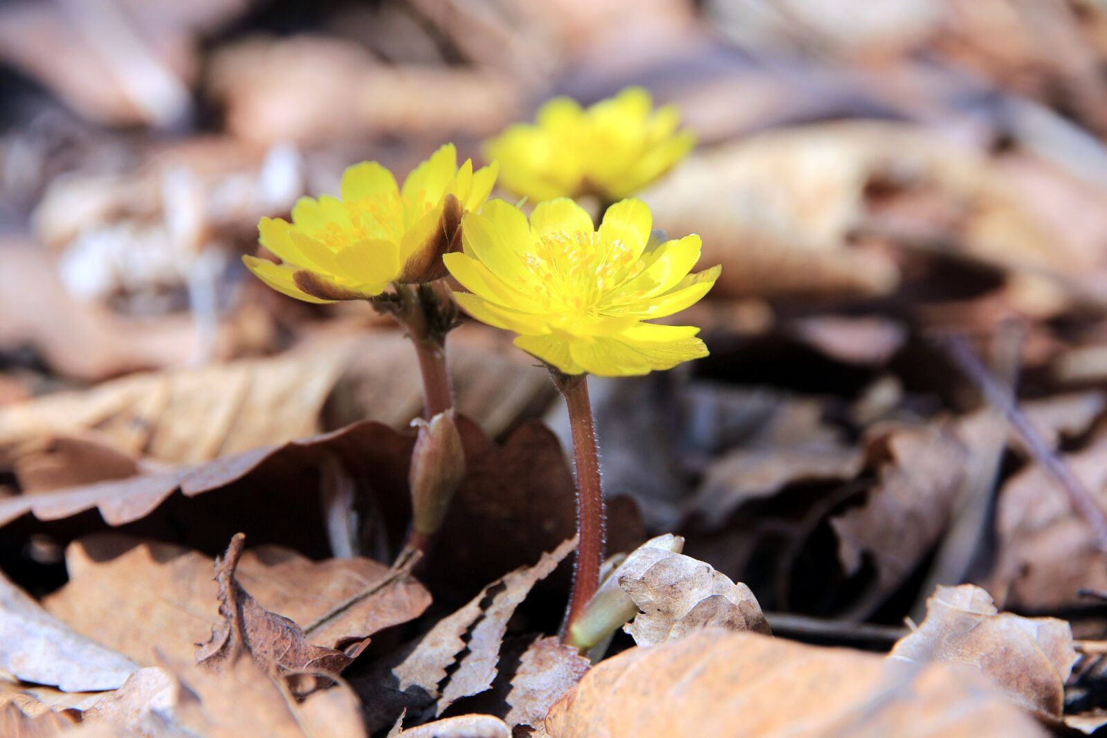 Canon EOS 650D (EOS Rebel T4i / EOS Kiss X6i) sample photo. Amur adonis, the amur photography