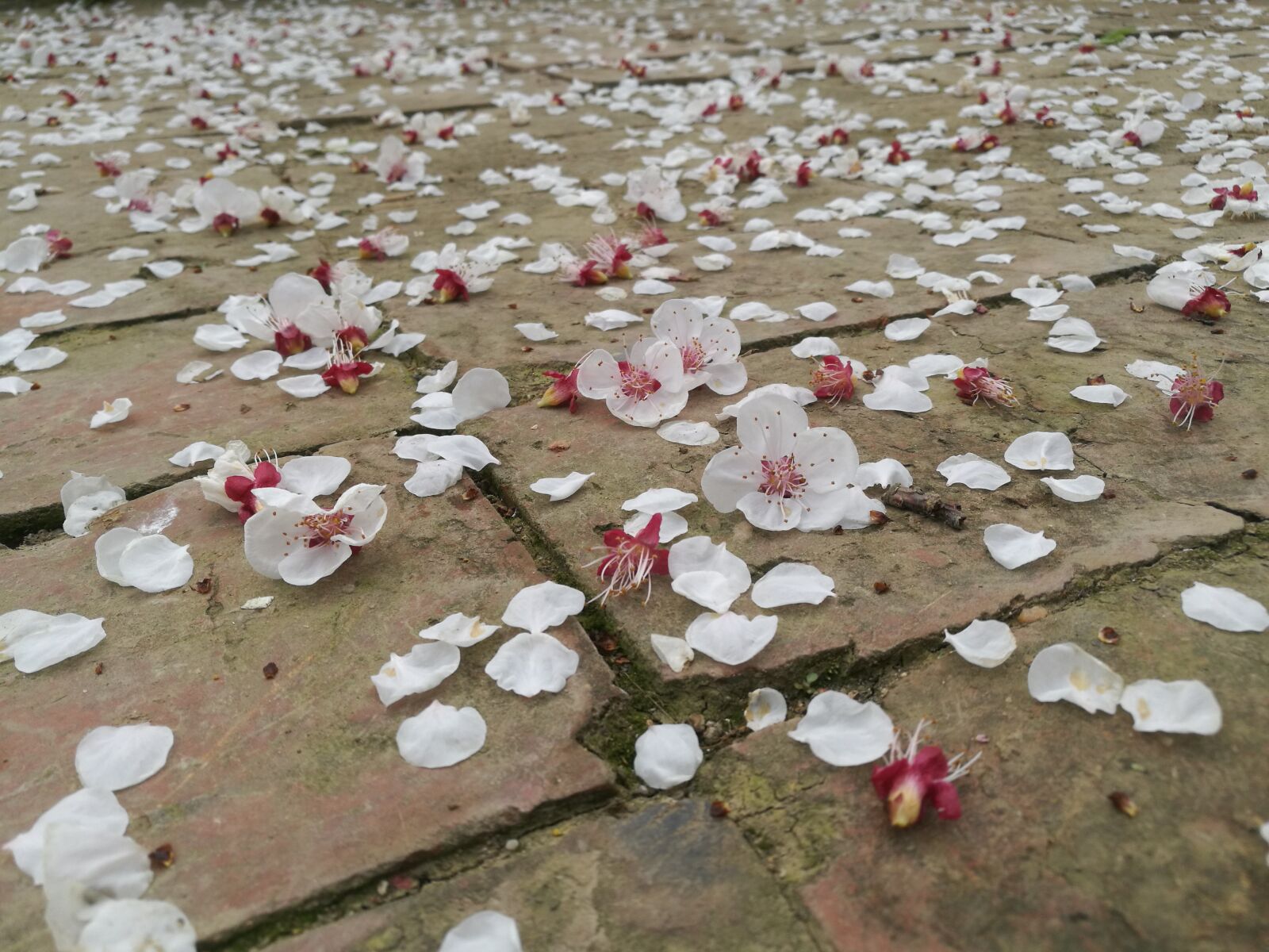HUAWEI Honor V8 sample photo. Flower, apricot, white photography